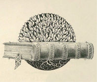 Voyaga etgan ayollar yaladi