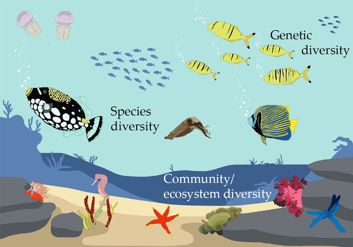 What Is Genetic Diversity In Biodiversity Simple Definition