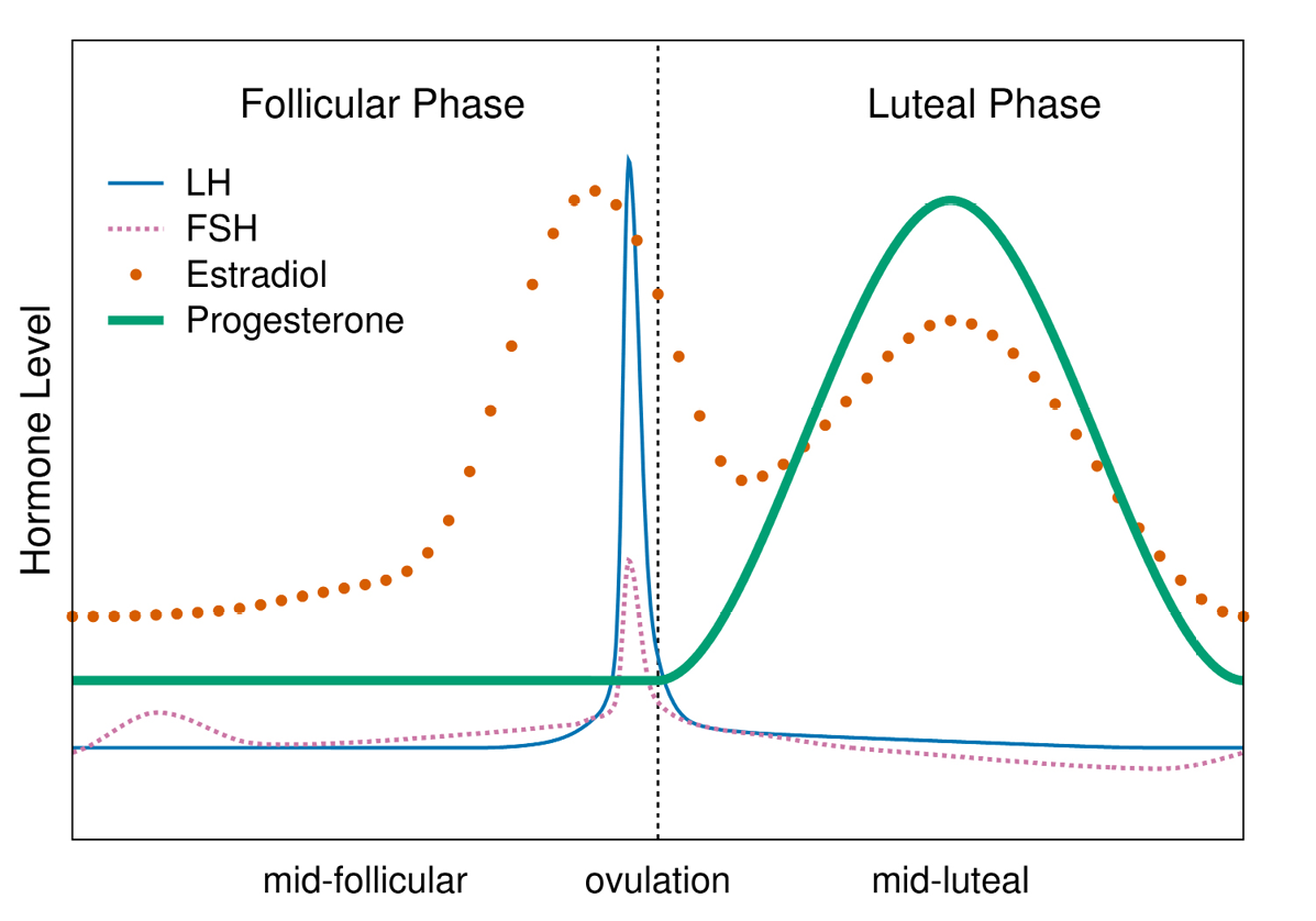 This figure depicts changes in 4 hormones (luteinizing hormone (LH), follicle stimulating hormone (FSH), estradiol, and progesterone) during the menstrual cycle phase, which is divided into two parts (the follicular phase before ovulation and the luteal phase after ovulation). At the beginning of the menstrual cycle (the first day of bleeding), all 4 hormone levels are low. LH is low throughout the follicular phase until it peaks very sharp and high shortly before ovulation and then quickly returns to a low level where it remains for the rest of the cycle. FSH is initially low, has a small, short rise peaking at about day 3, and then returns to a low level again, subsequently following the same pattern as LH. Estradiol gradually rises through the first week or so of the follicular phase then starts to rise much more quickly, peaking about a day before the LH peak. Estradiol then falls until after ovulation has occurred, rising a second time and peaking at about the end of the third week (the middle of the luteal phase), after which it falls to its lowest level at the beginning of the next cycle. Progesterone is low and flat throughout the follicular phase and does not rise until shortly after ovulation. It peaks at the mid-luteal and then, like estradiol, begins to fall to a low level at the start of the next cycle.
