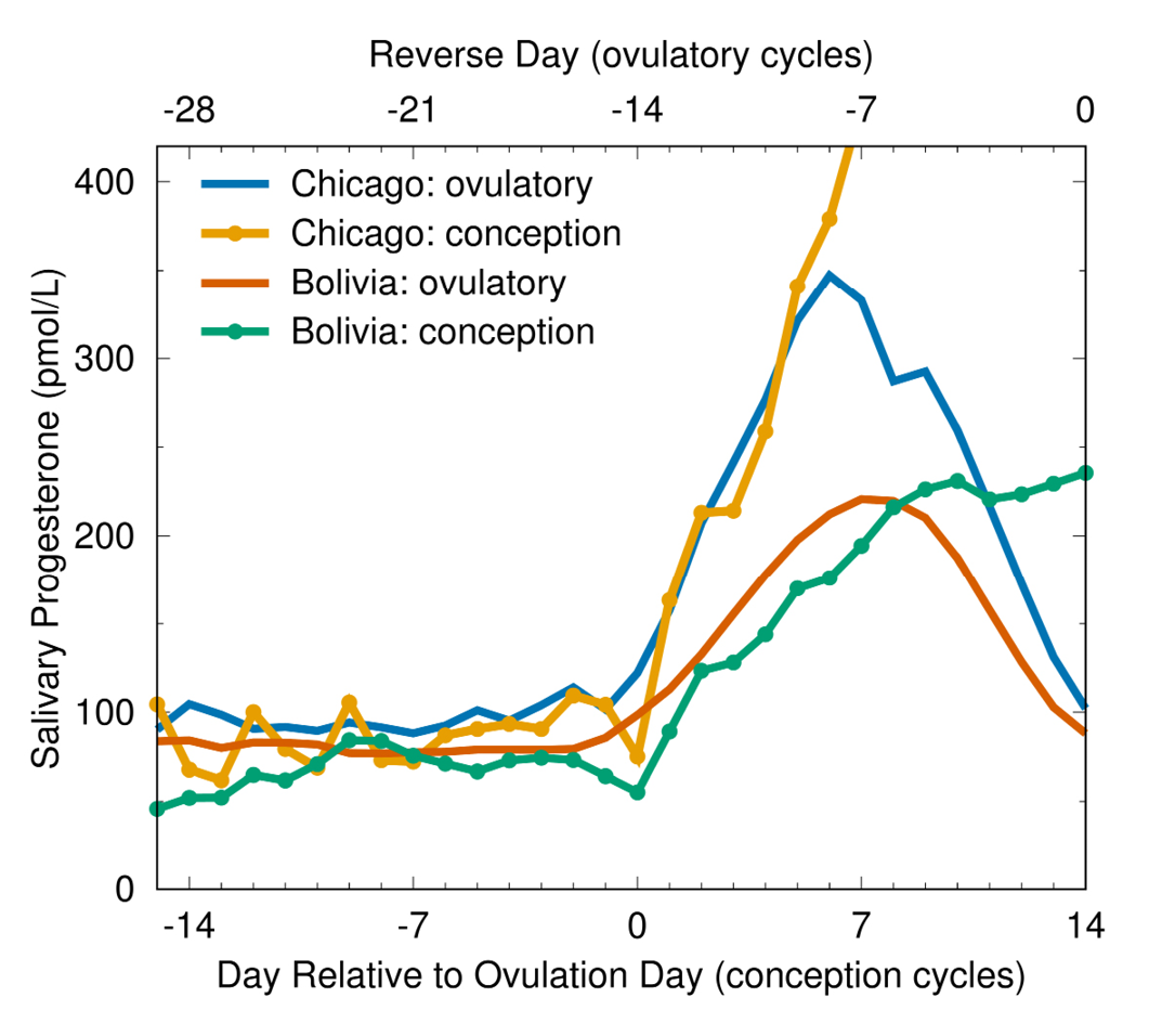 This figure shows a single graph with a vertical y-axis representing increasing concentrations of salivary progesterone from 0 to 400 pmol/L. The lower horizontal x-axis represents the cycle day from -14 to +14 (the day of ovulation equals 0). The upper horizontal x-axis represents the cycle day from -28 to 0 (0 equals the first day of the subsequent cycle). There are 4 plotted lines, each representing the changes in progesterone during the cycle in 4 samples: (1) ovulatory non-conception and (2) conception cycles in Bolivian women; (3) ovulatory non-conception and (4) conception cycles in Chicago (USA) women. All 4 samples have about the same low levels of progesterone before ovulation. After ovulation, in the samples from each country, progesterone in the conception and non-conception cycles rise at about the same rate. In each country’s non-conception cycles, progesterone peaks at mid-luteal (about day 7 after ovulation) and then begins to decrease for about one more week until the beginning of the next cycle. Progesterone in the conception cycles in each country continues to rise. Although the patterns are the same in both country’s samples, progesterone in the Bolivian cycles rises more gradually and peaks at a lower concentration than progesterone in the Chicago cycles.