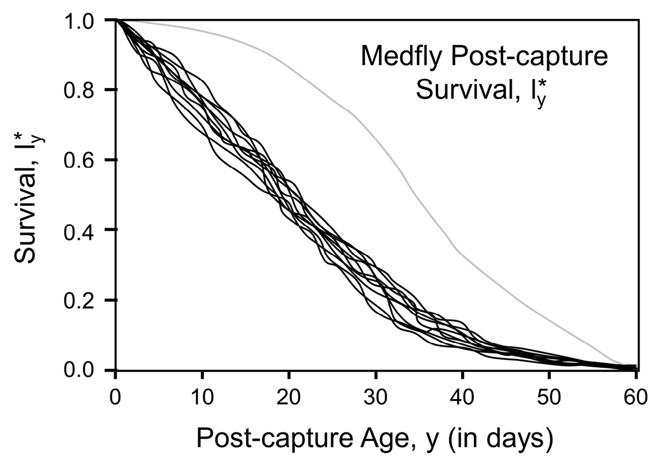 Survival curves on X-Y axis showing a single convex curve of high survival for a birth cohort and multiple concave curves from computer simulations underneath depicting survival of captive cohorts consisting of all age groups