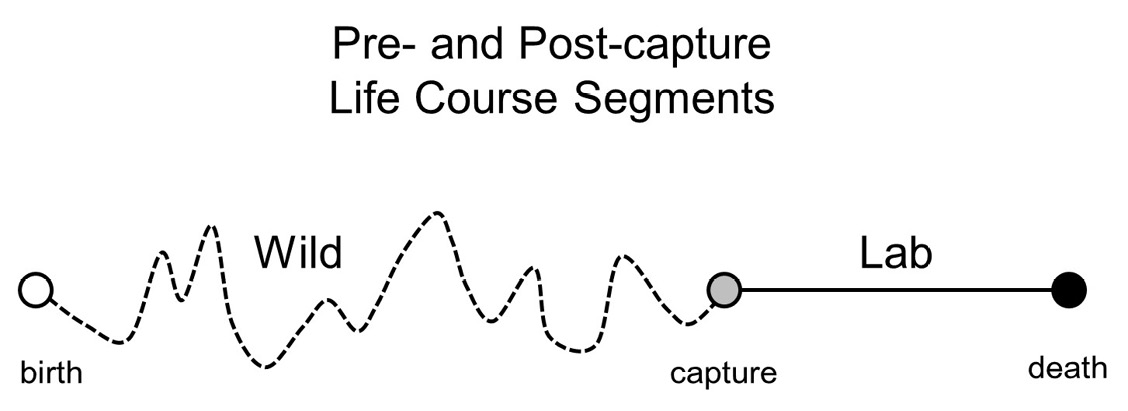 Horizonal life-line from left to right depicting birth on left to death on right. The left-most wavy segment depicts the portion of medfly life spent in the wild and the straight-line segment on the right depicts the portion of medfly life spent as monitored captive in the laboratory.