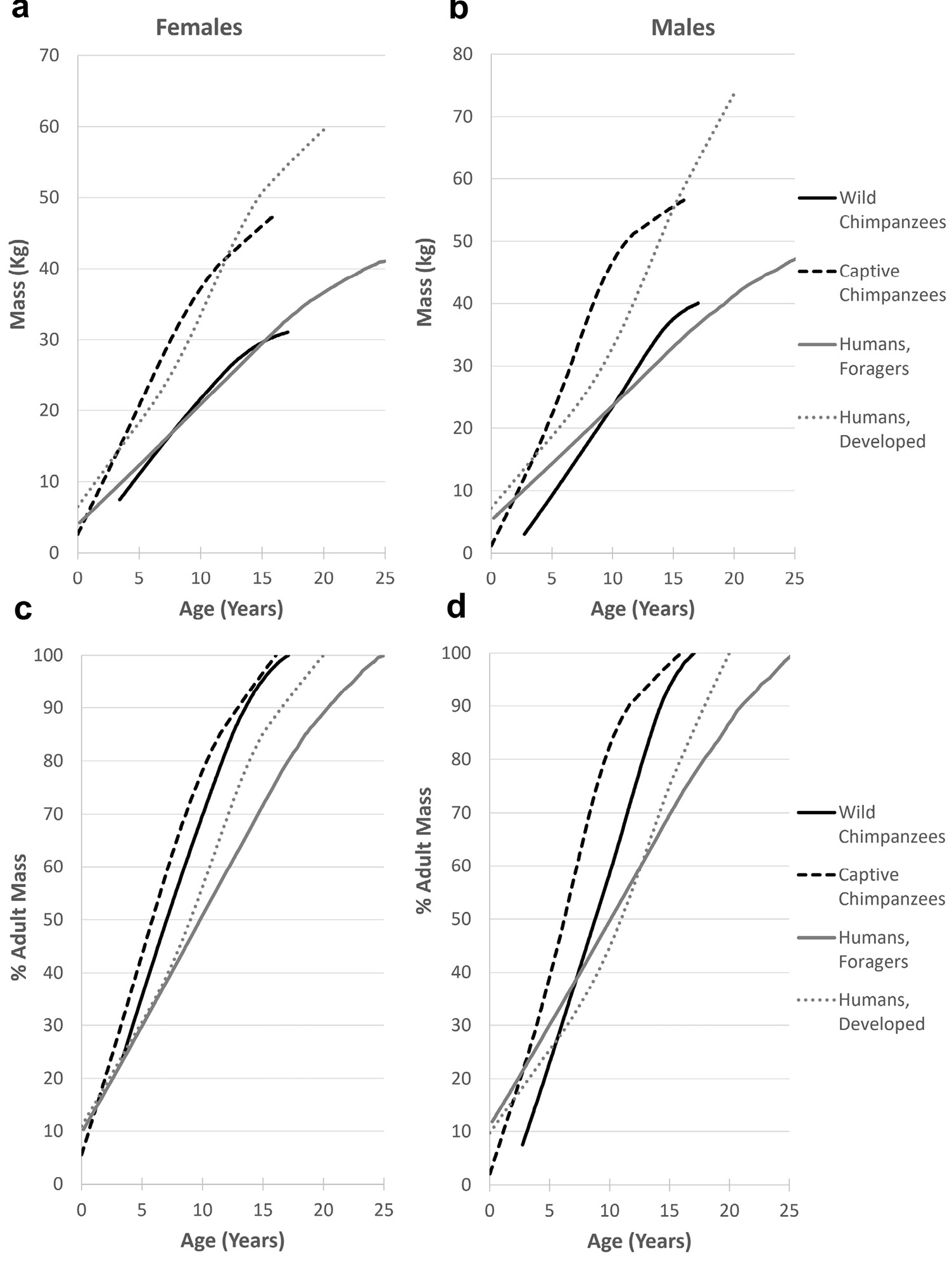 Figure 3: Lines in each graph depict average body mass from age 0 to cessation of growth. These lines show that growth is accelerated for captive vs. wild chimpanzees and for humans in developed vs. foraging populations. When plotted as absolute growth in kg per year in parts A and B, wild chimpanzees are more similar to human foragers than to captive chimpanzees. Regardless of context, chimpanzees reach full adult size earlier than humans. \rLines in each graph depict average body mass from age 0 to cessation of growth. These lines show that growth is accelerated for captive vs. wild chimpanzees and for humans in developed vs. foraging populations. When plotted as absolute growth in kg per year in parts A and B, wild chimpanzees are more similar to human foragers than to captive chimpanzees. Regardless of context, chimpanzees reach full adult size earlier than humans, as shown in parts C and D.