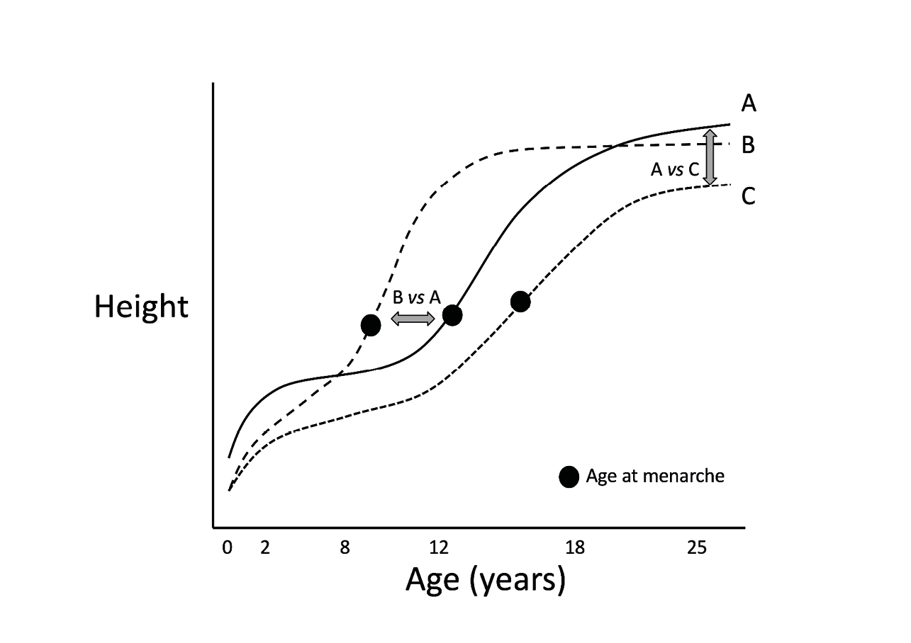 A schematic diagram showing girls’ height trajectories (y-axis) against age (x-axis). Three hypothetical growth trajectories are shown, including age at menarche. Trajectory A is the reference curve, which describes an intermediate age at menarche and reaches tall adult height. Trajectory B is characterised by early age at menarche and reaches lightly lower final height. Trajectory C is characterised by late age at menarche and reaches substantially lower final height.
