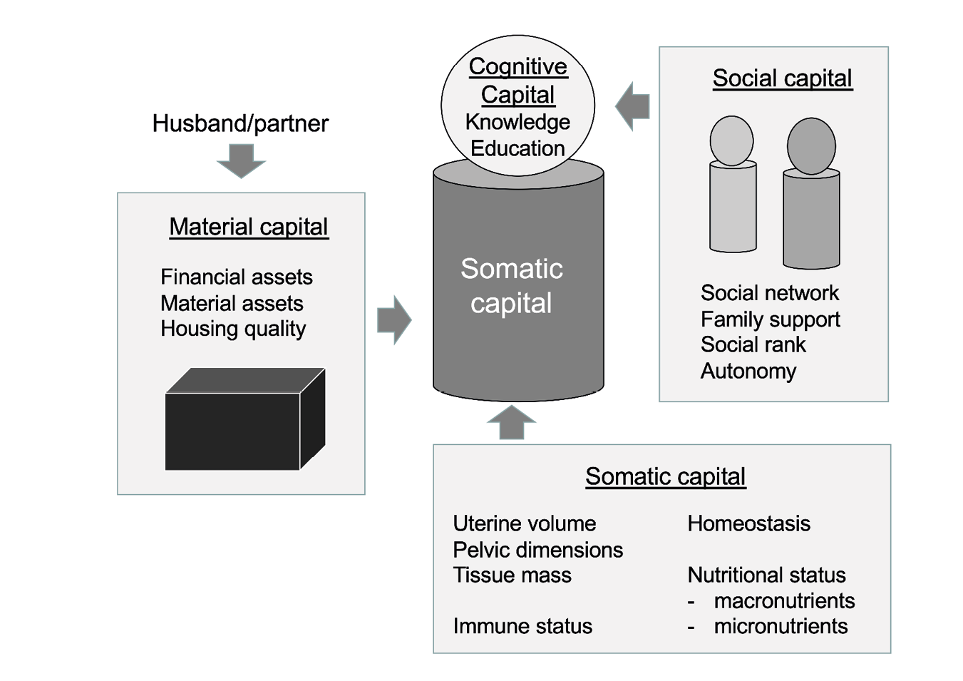 A schematic diagram, with a central shape, characterised by a cylinder labelled ‘somatic capital’ and a circle labelled ‘cognitive capital – knowledge education’, represents the human body. Around this shape are two rectangular boxes, labelled ‘Social capital – social network, family support, social rank, autonomy’, and ‘Material capital – financial assets, material assets, housing quality’, which have arrows pointing at the central shape. The words ‘husband/partner’ have an arrow pointing at the ‘Material capital’ rectangle. A third rectangle, with an arrow pointing at the central shape, is labelled ‘Somatic capital – uterine volume, pelvic dimensions, immune status, homeostasis, nutritional status, macronutrients, micronutrients’.