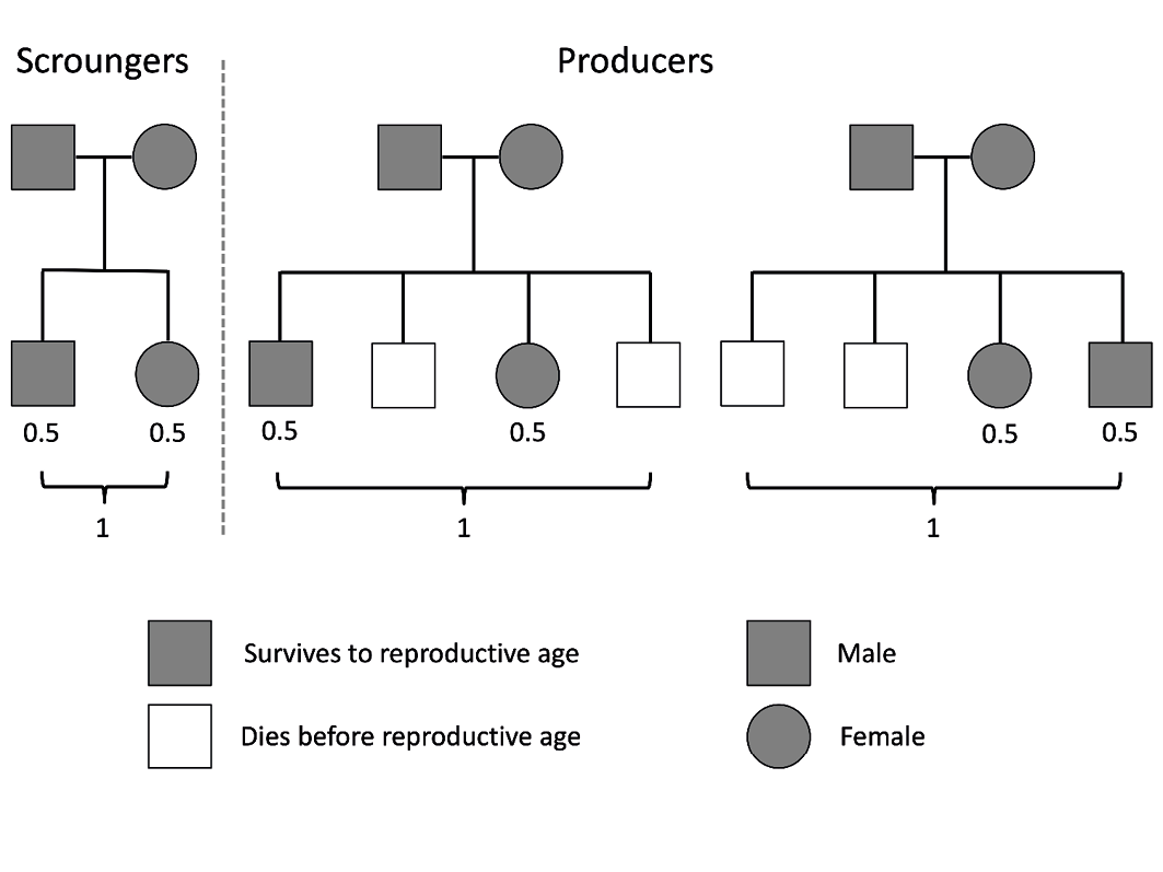 A schematic diagram characterised by family tree diagrams titled scroungers on the left, and producers on the right. Squares and circles label individual males and females respectively for parent and offspring generations. The legend identifies a grey square/circle as an individual who ‘survives to reproductive age’, and a white square/circle as an individual who ‘dies before reproductive age’. Offspring who survive have a value of 0.5 written below them. These values are summed in the row below, denoted by a horizontal bracket, to give a value of 1. Scroungers have fewer offspring (squares and circles) but a larger proportion of them survive.
