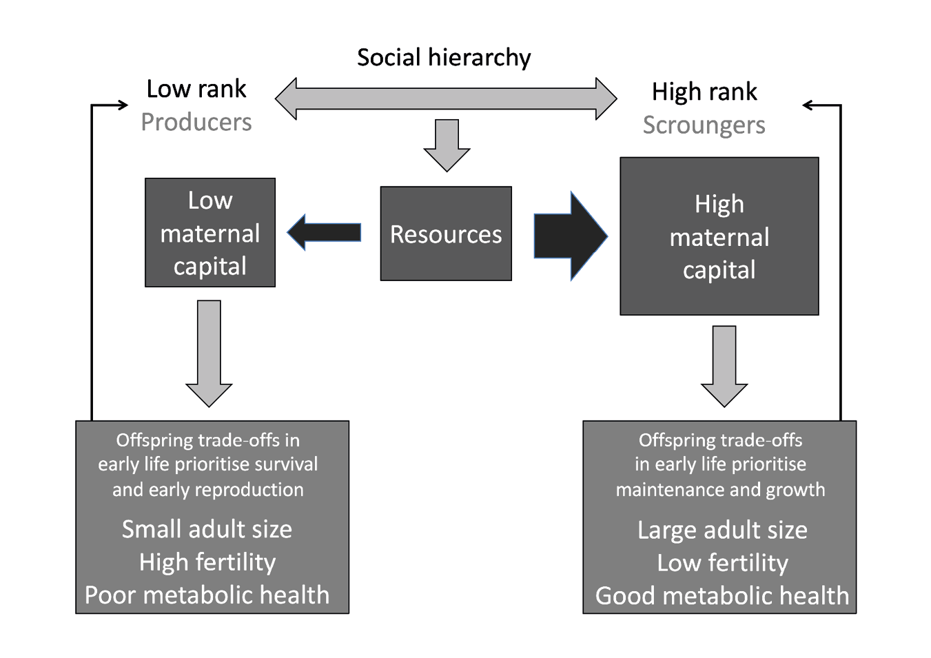 A schematic diagram, at the top is the phrase ‘social hierarchy’, superimposed over a horizontal arrow that connects ‘Low rank producers’ on the left and ‘High rank scroungers’ on the right. Underneath these terms are two boxes labelled’ low maternal capital’ (below producers) and ‘high maternal capital’ (below scroungers), separated by a third box labelled ‘resources with two arrows pointing to the low and high capital boxes. An arrow points down from the low capital box to another box labelled ‘Offspring trade-offs in early life prioritise survival and early reproduction: small adult size, high fertility, poor metabolic health’. Another arrow connects this box back to ‘low rank producers’ at the top. An arrow points down from the high capital box to another box labelled ‘Offspring trade-offs in early life prioritise maintenance and growth: large adult size, low fertility, good metabolic health’. Another arrow connects this box back to ‘high rank scroungers’ at the top.