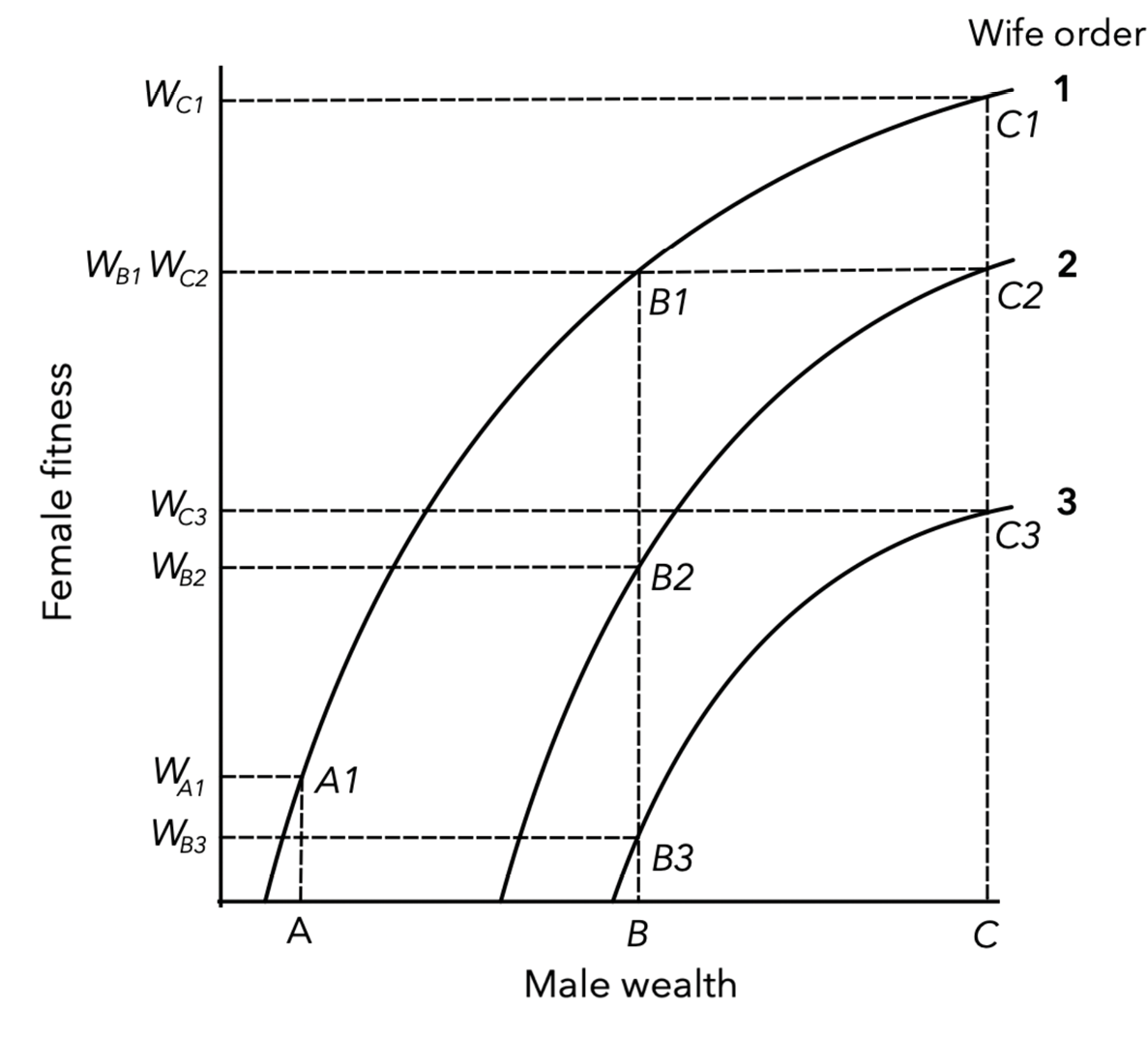 A chart with “female fitness” on the y axis and “male wealth” on the x-axis. Three curved lines on the chart show the relationship between these variables for first/solo, second and third wives. The lines demonstrate that higher male wealth and being an early or solo wife is associated with greater female fitness.