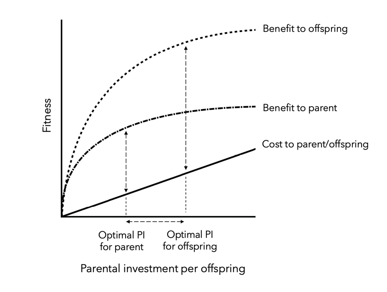 A chart with “fitness” on the y axis and “parental investment per offspring” on the x axis. Two lines are drawn showing the asymmetric fitness benefits to parents and offspring of greater parental investment, with each unit of investment being more beneficial to the offspring. A third line shows the costs of investment which increase for both parents and offspring at the same rate as parental investment increases.