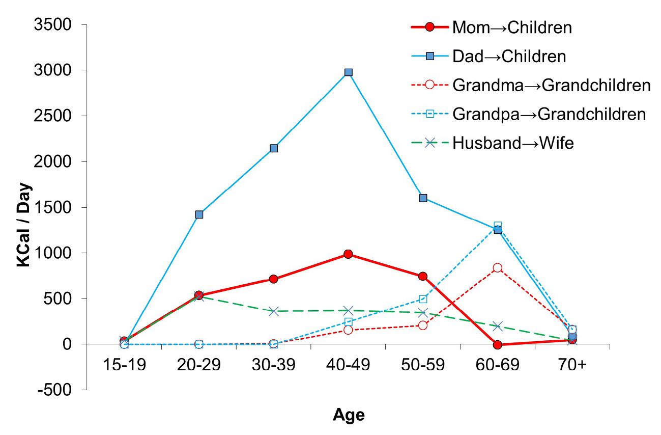This graph shows that the net transfers of food between parents and children increases with age towards a peak in the 40’s, then declines steeply by the 70’s