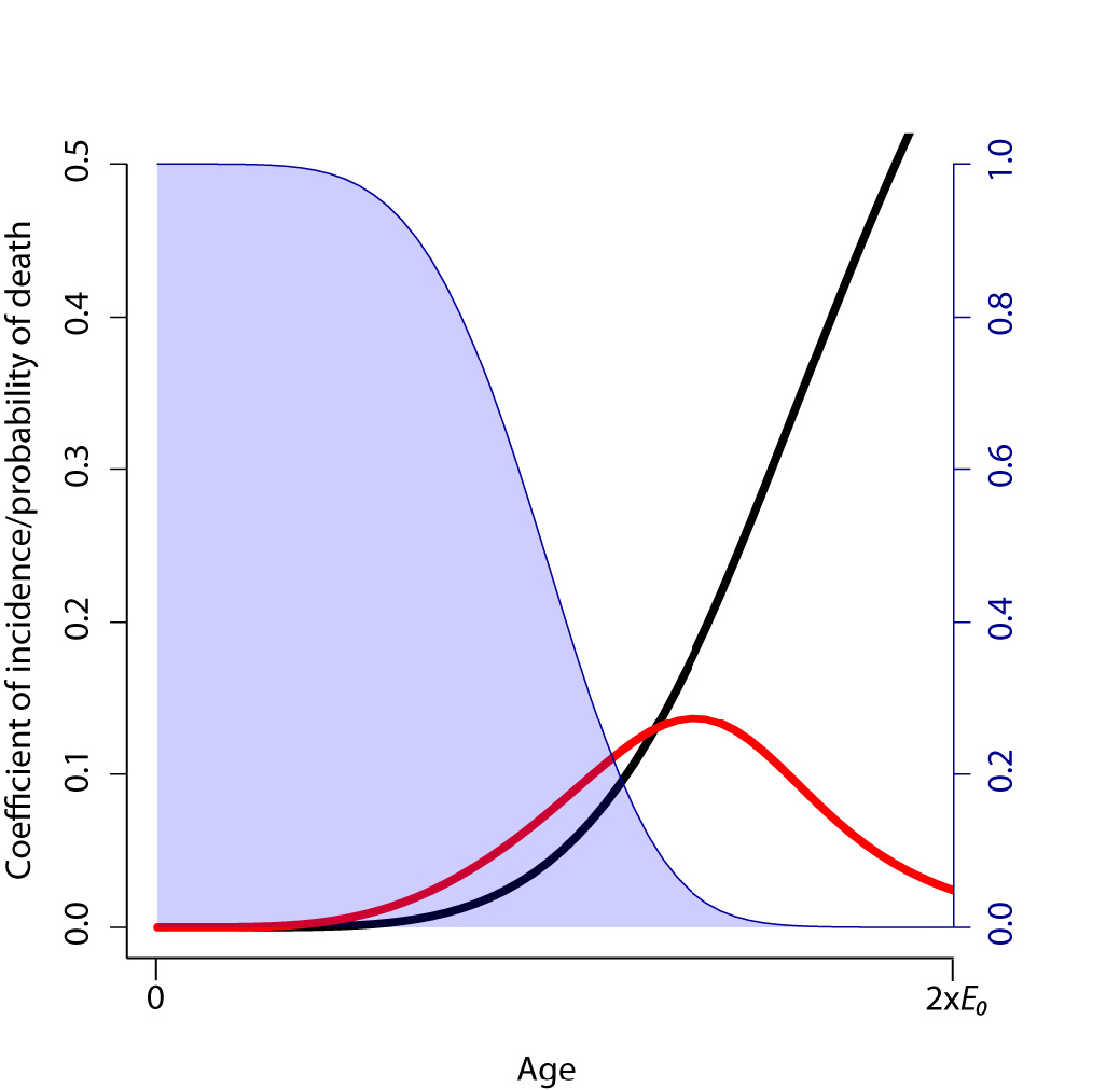 Figure 4 displays three curves as a function of age. A first curve declines from 1 to zero and is the survival function. The two other functions (an another Y-axis) are probabilities of death respectively by cancer and other senescent-related causes of death, calculated for a optimum parameter sigma star of accumulation of senescent cells with age. Senescent-related causes of death increases continuously with age, while risks of cancer deaths increase faster at first but then decelerate and decline at old ages.