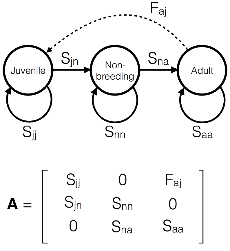 An example of a matrix population model (MPM) and its associated life cycle diagram.