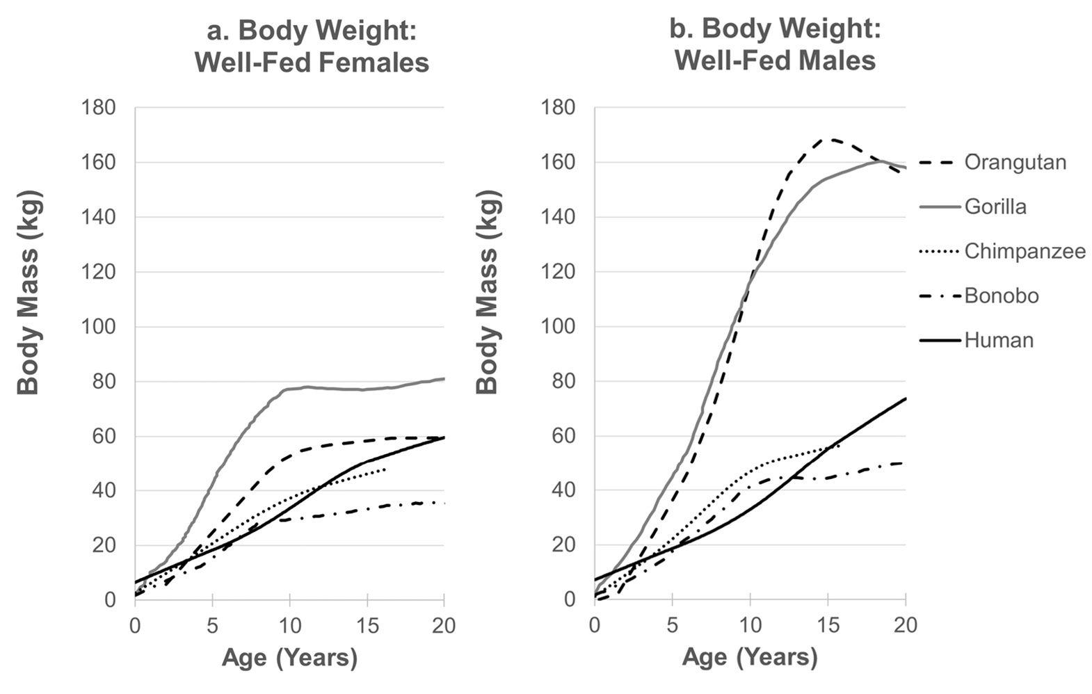 Figure 2: Two part figure depicts lines for each species showing average body mass at each age 0-20 years, illustrating that orangutans and gorillas in captivity exhibit faster juvenile growth rates than captive chimpanzees or bonobos, or industrialized humans. Growth curves in non-human apes decelerate at approximately age 10, an age when growth accelerates in humans.