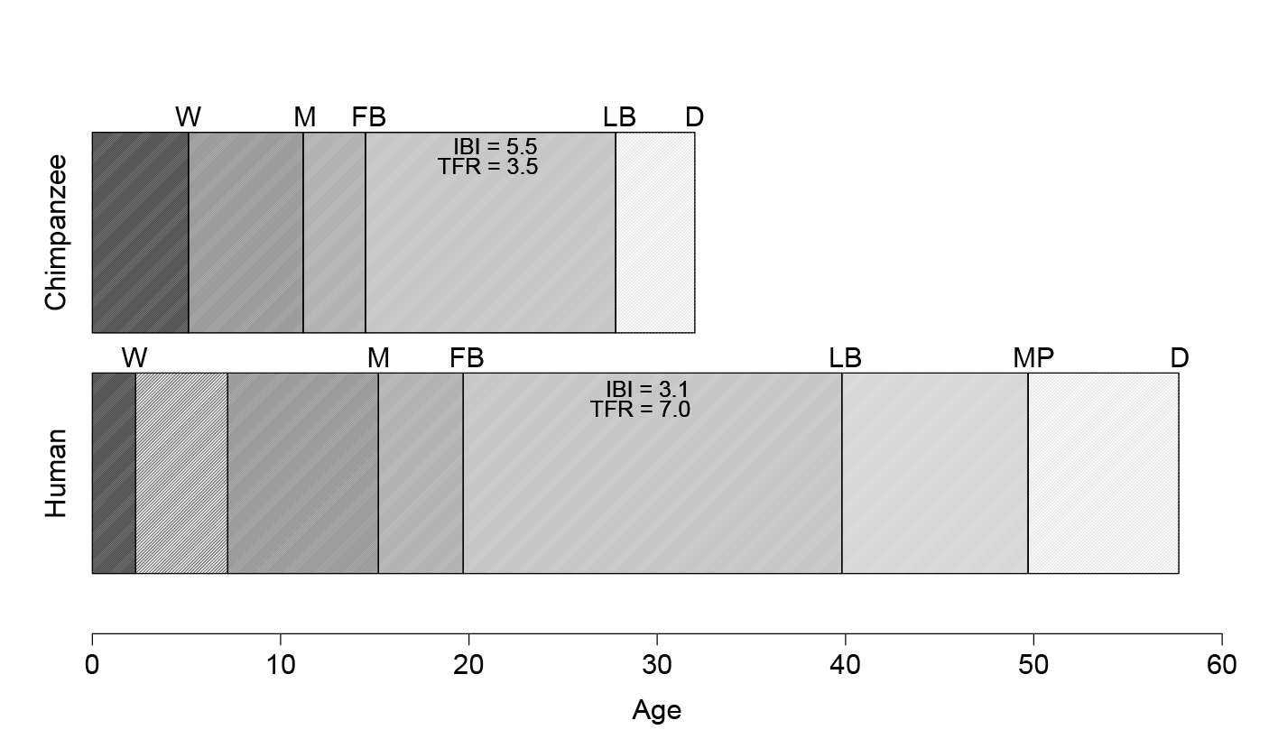 Figure 1. Life histories in chimpanzees (top) and humans (bottom). Human life histories are longer for virtually every distinct phase therein. However, human weaning occurs earlier than expected based on non-human primate models; inter-birth intervals are correspondingly short. W=weaning; M=1st menses; FB=1st birth; LB=last birth; D=death; IBI=inter-birth interval; TFR=total fertility rate. Adapted from Kramer, 2005.
