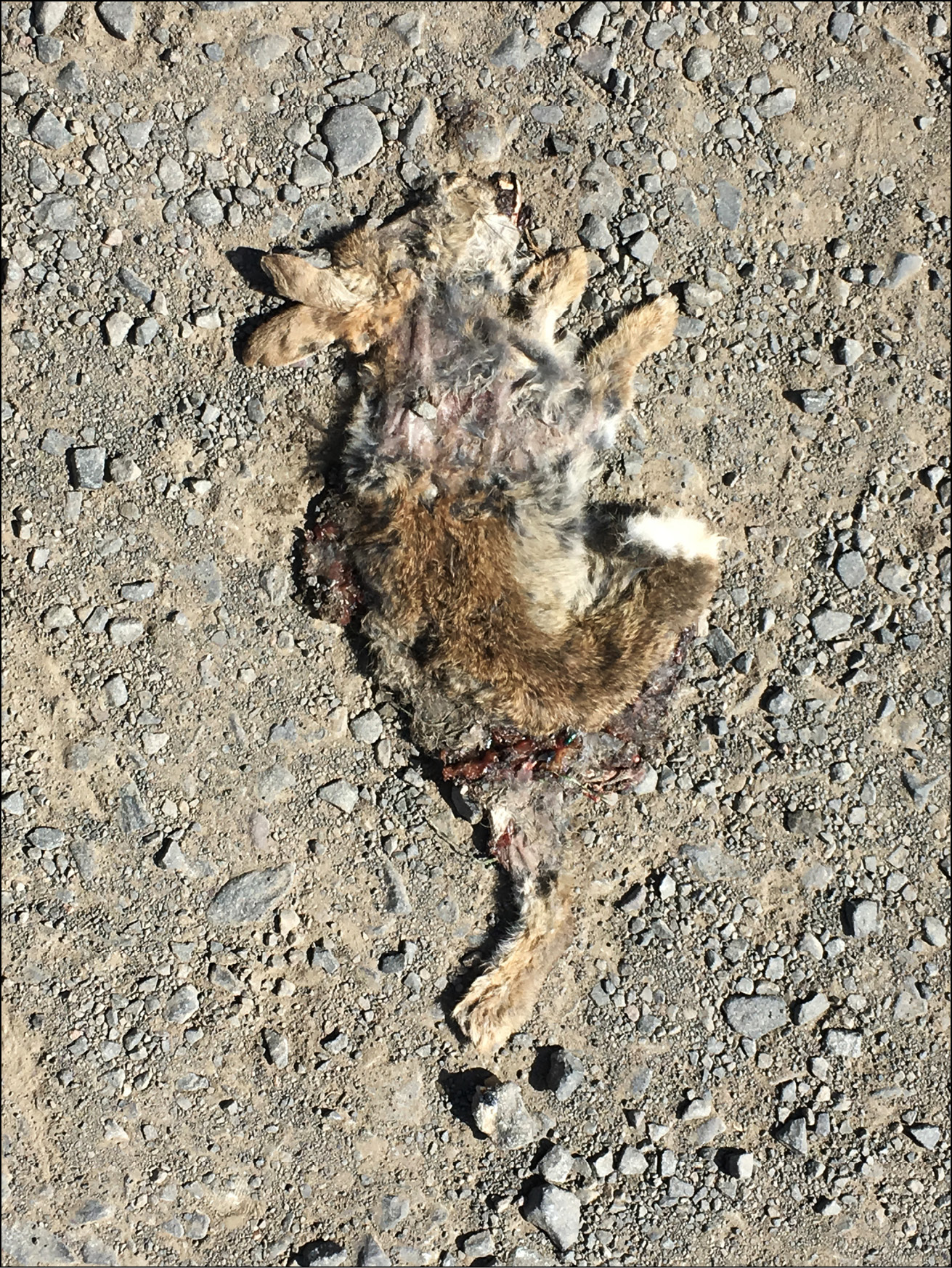 A dead rabbit flattened on a stretch of dirt track