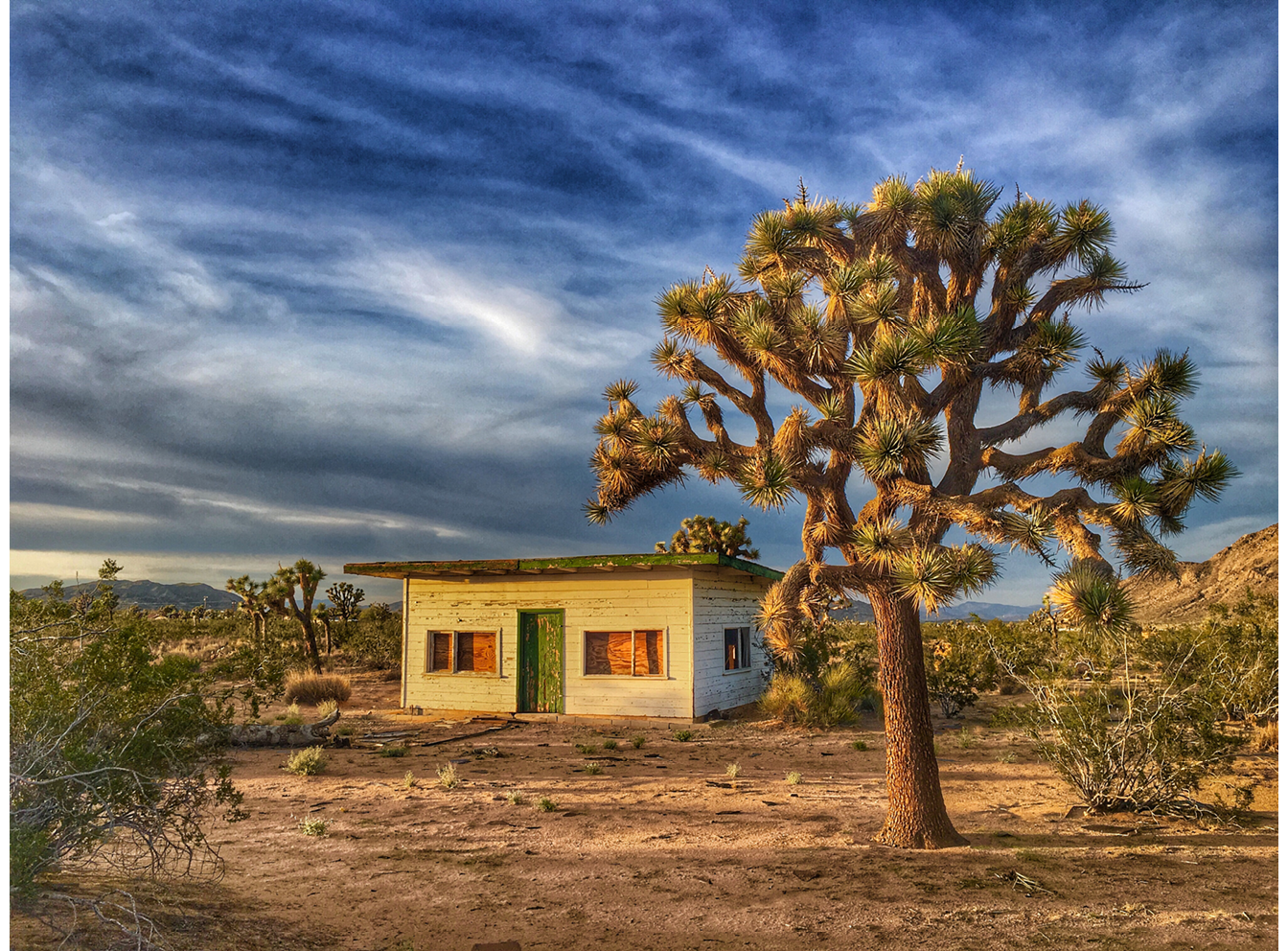 An abandoned homestead cabin with Joshua tree in front and cloudy blue sky.