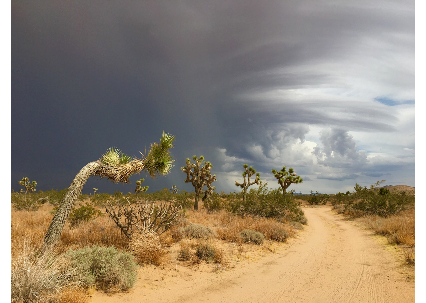 A desert trail, lined with Joshua trees, on a cloudy, stormy day.