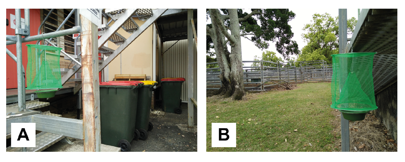Photographs showing two locations where a fly trap may be set up to catch medicinal flies. Image A shows the trap hanging near garbage bins and image B shows the trap in a cattle sales yard.
