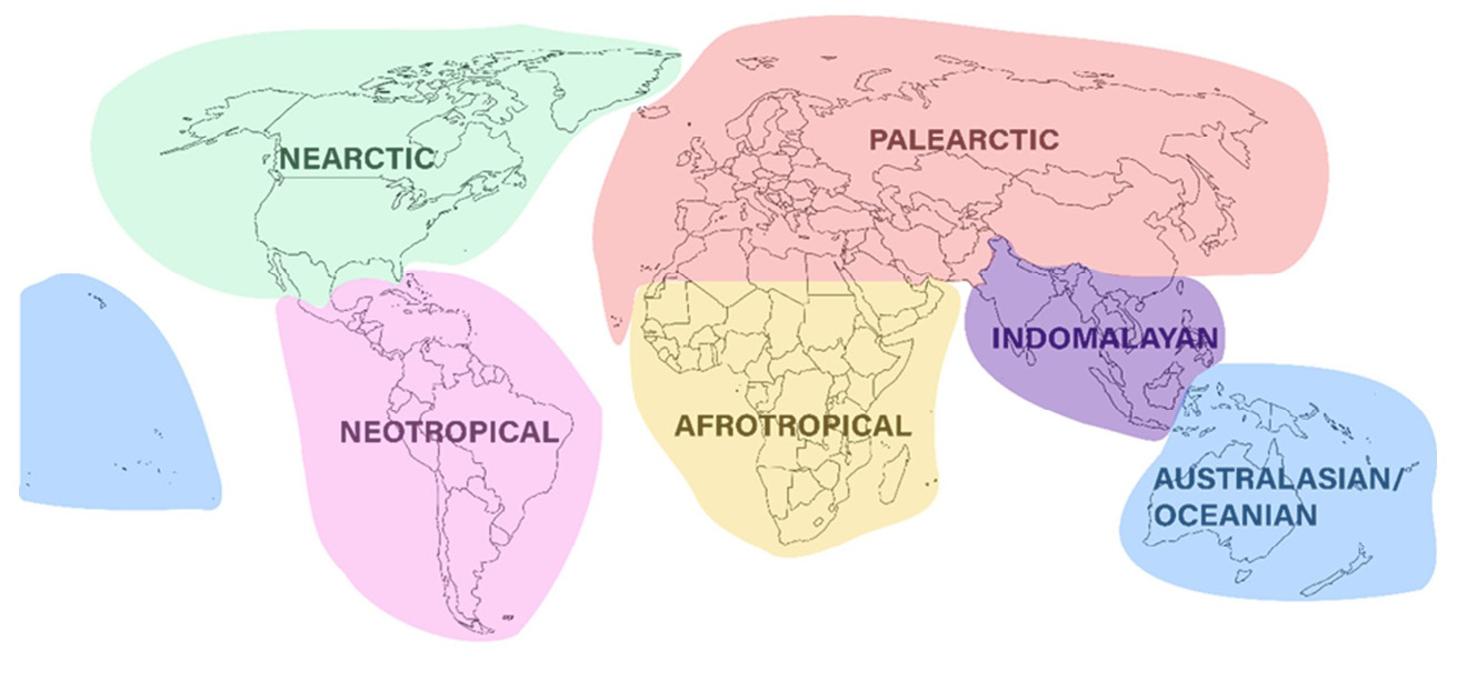 In this diagram, a map uses colour bubbles to indicate the major zoogeographic regions of the world, which include the Nearctic, Neotropical, Palearctic, Afrotropical, Indomalayan, and Australian/Oceanian.