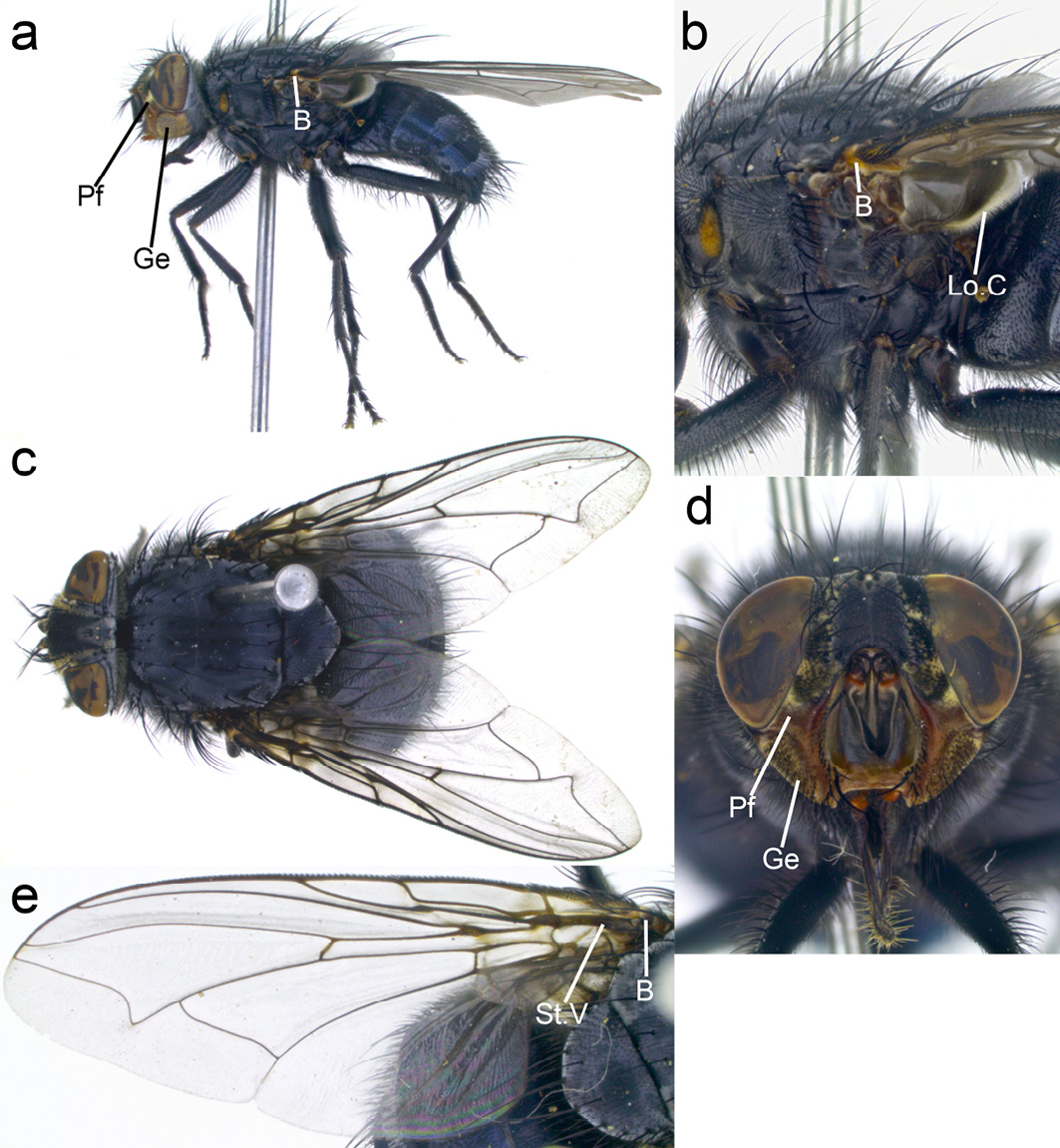 Five colour micrographs of adult Calliphora vicina flies show key morphological features that help to identify the species.