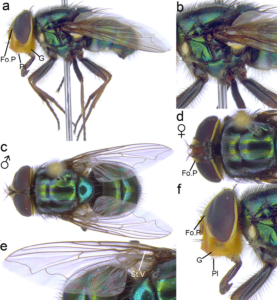 Six colour micrographs of adult Cochliomyia macellaria flies show key morphological features that help to identify the species.