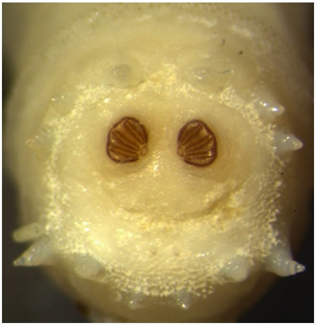 The micrograph shows the posterior end of a third-instar maggot with the three pairs of brown-coloured spiracles clearly visible.