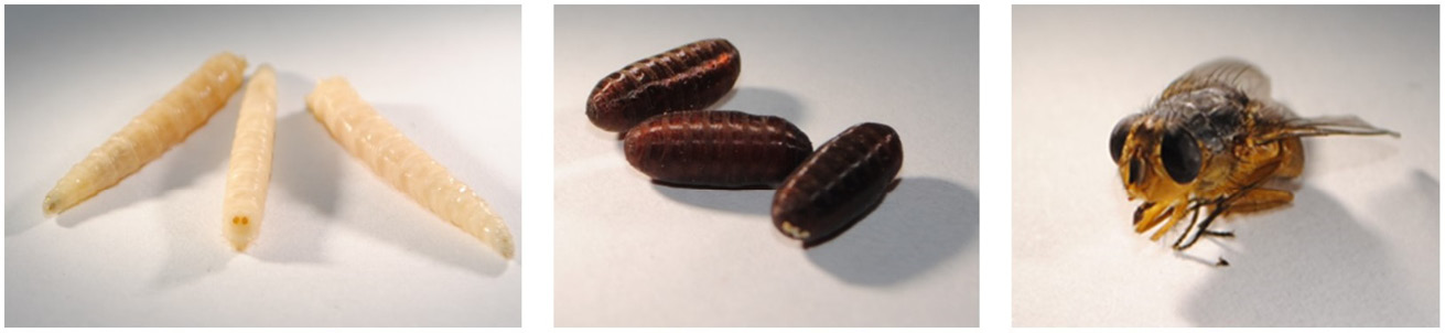 Three photographs arranged side-by-side show three maggots, three pupae, and an adult fly photographed against a white background.