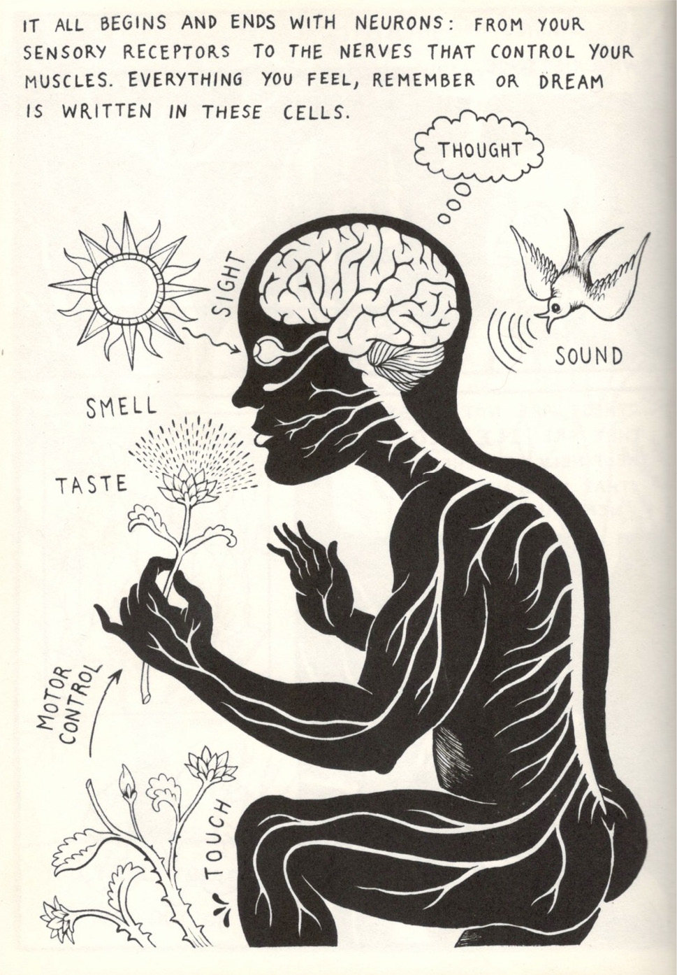 A human body is pictured with neural pathways visibly connecting their brain and spine to the nerve endings in their eye, nose, mouth and limbs. The person is smelling a flower, surrounding by sunlight, a bird, and a thorny branch. Words besid the body indicate the different neural activities: 'touch', 'sight', 'sound', 'smell', 'taste', 'motor control' and 'taste'. The explanatory text in the image reads: 'It all begins and ends with neurons: from your sensory receptors to the nerves that control your muscles. Everything you feel, remember or dream is written in these cells.'