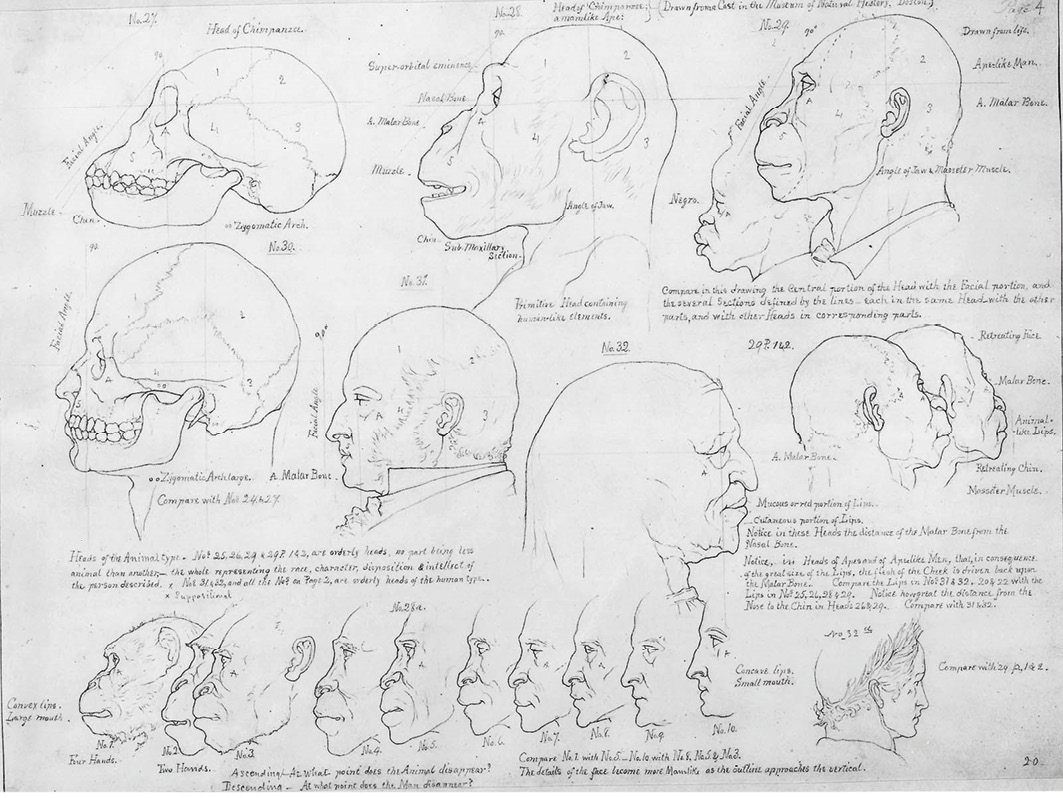 A graphite pencil drawing of various heads and skulls belonging to apes and humans, annotated accordingly.