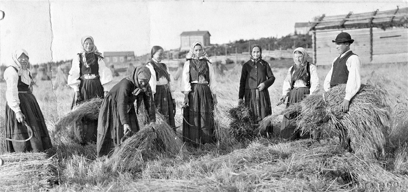 People in Tjöck in Ostrobothnia in harvest work (1890). Photograph by Ina Roos.