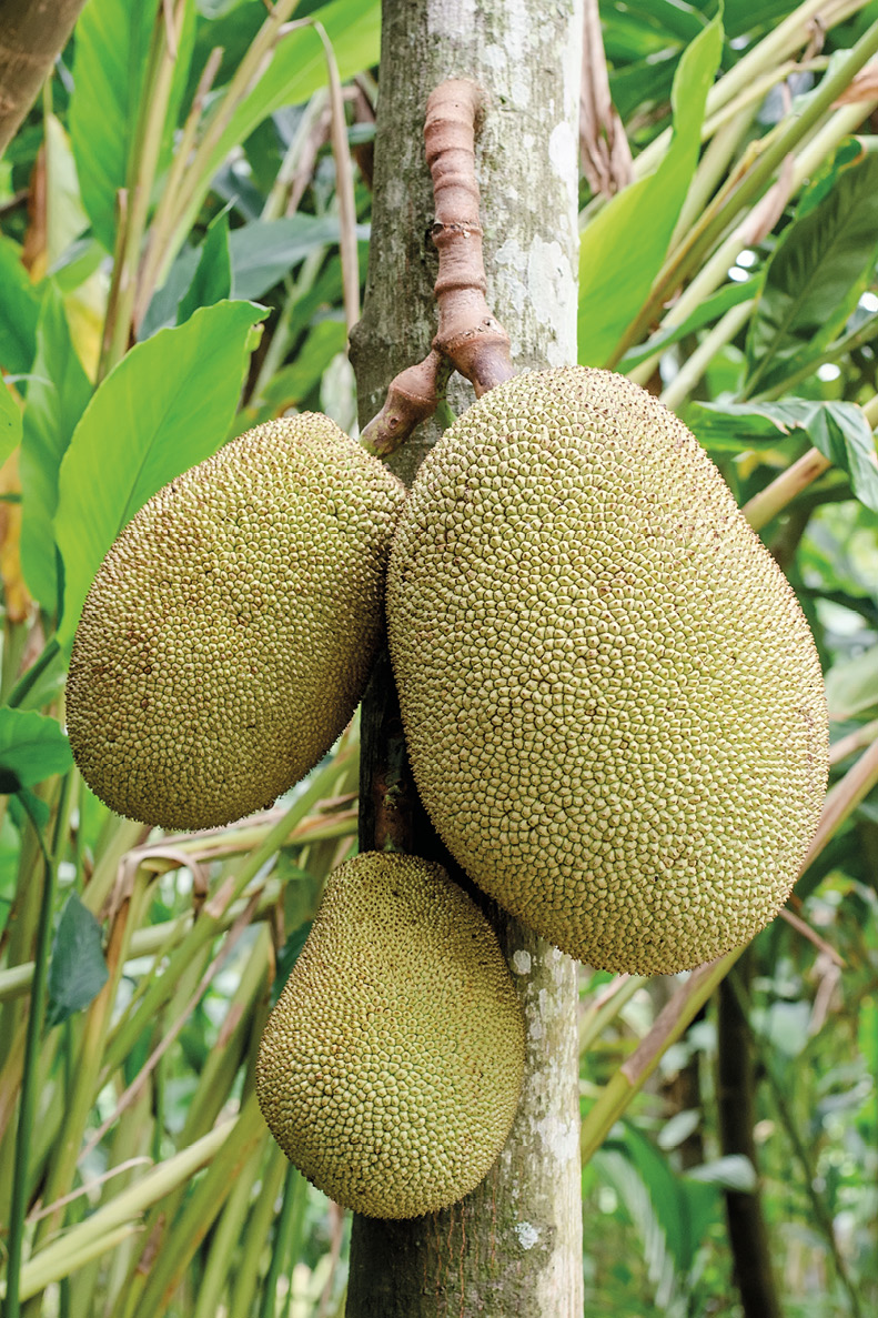 Three yellow oval jackfruits with spiky peels, one bigger and two smaller, are attached to their tree, whose thin, light-brown trunk and long green branches and leaves are visible in the background.