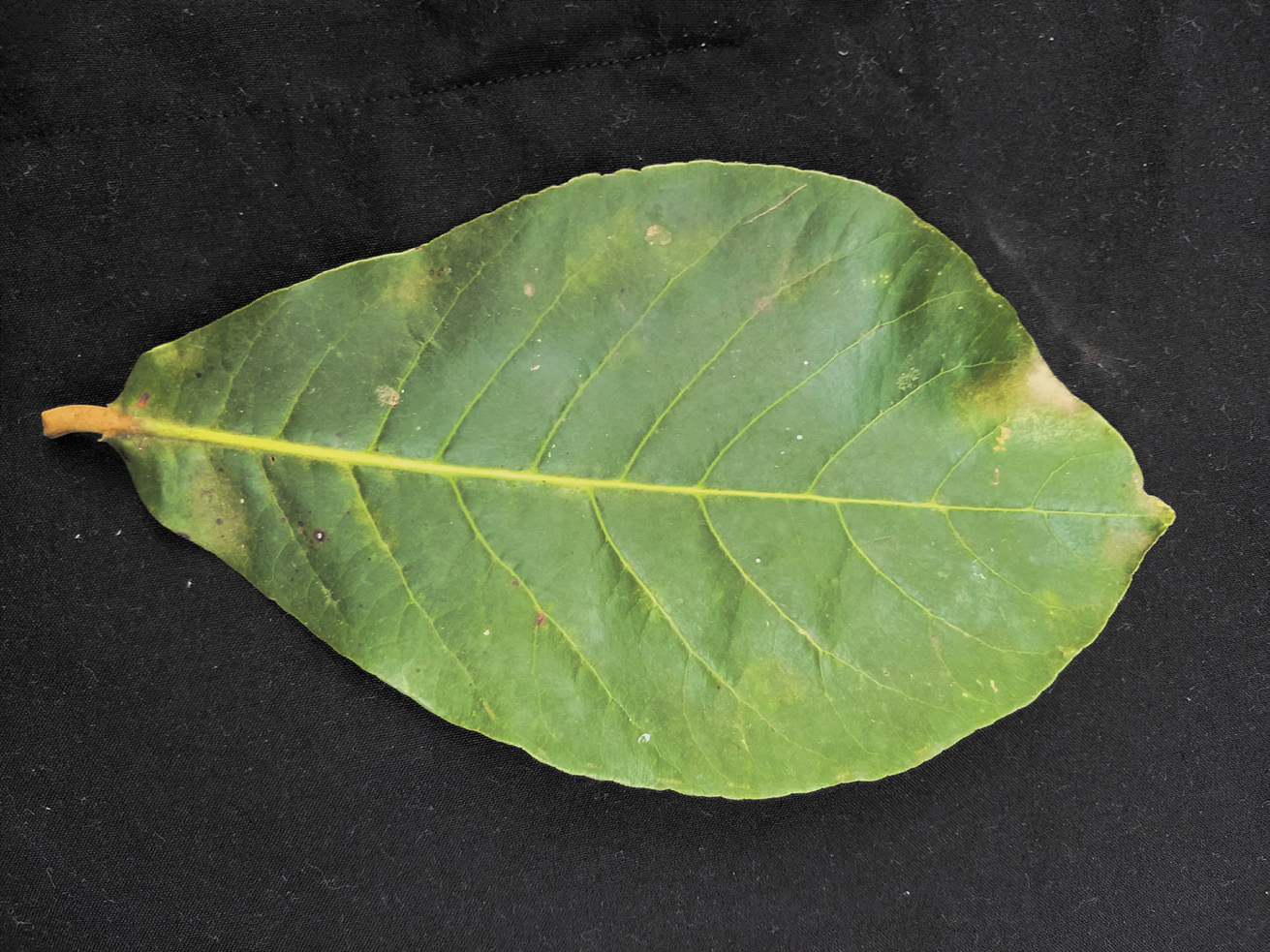 Top view of an almond leaf on a black background. It is a green reverse-egg-shaped leaf with an entire edge and eleven pairs of veins arising from its central vein.