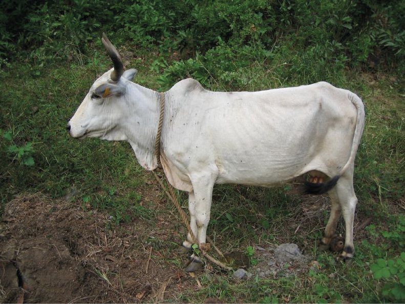 A white Zebu with horns and a rope around its neck stand on the grass facing left.