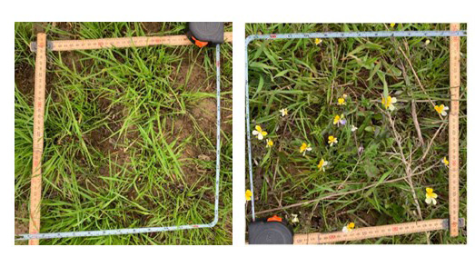 Photographs of a sward with hay added compared to a control patch.