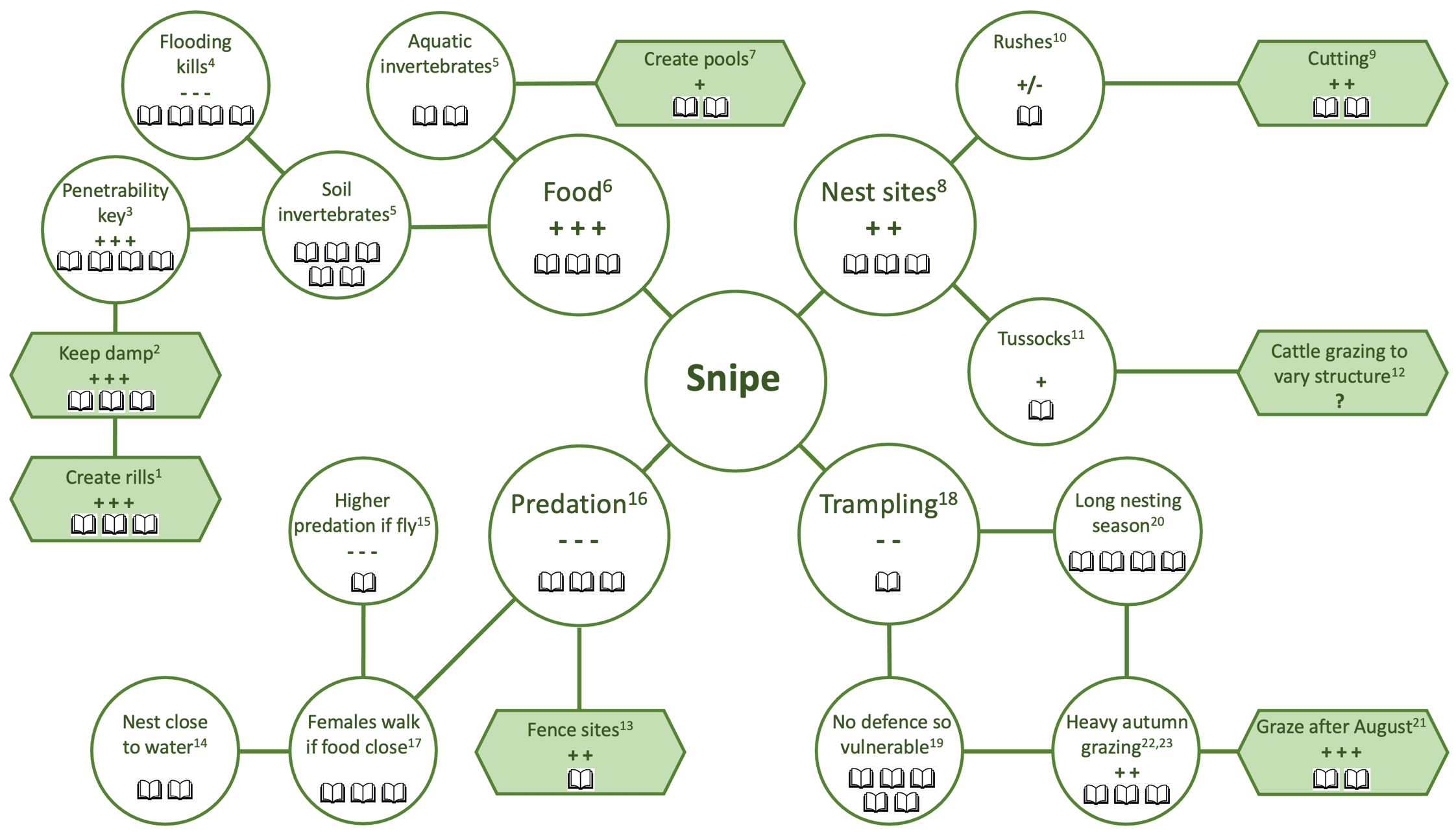 A mind map for actions to conserve common snipe. Central circle (snipe) with four lines each connecting to a circles each with a conservation need for snipe (nest sites, food, predation and trampling). Each circle links to further circles with associated needs culimanting in a final hexagon with the conservation action.