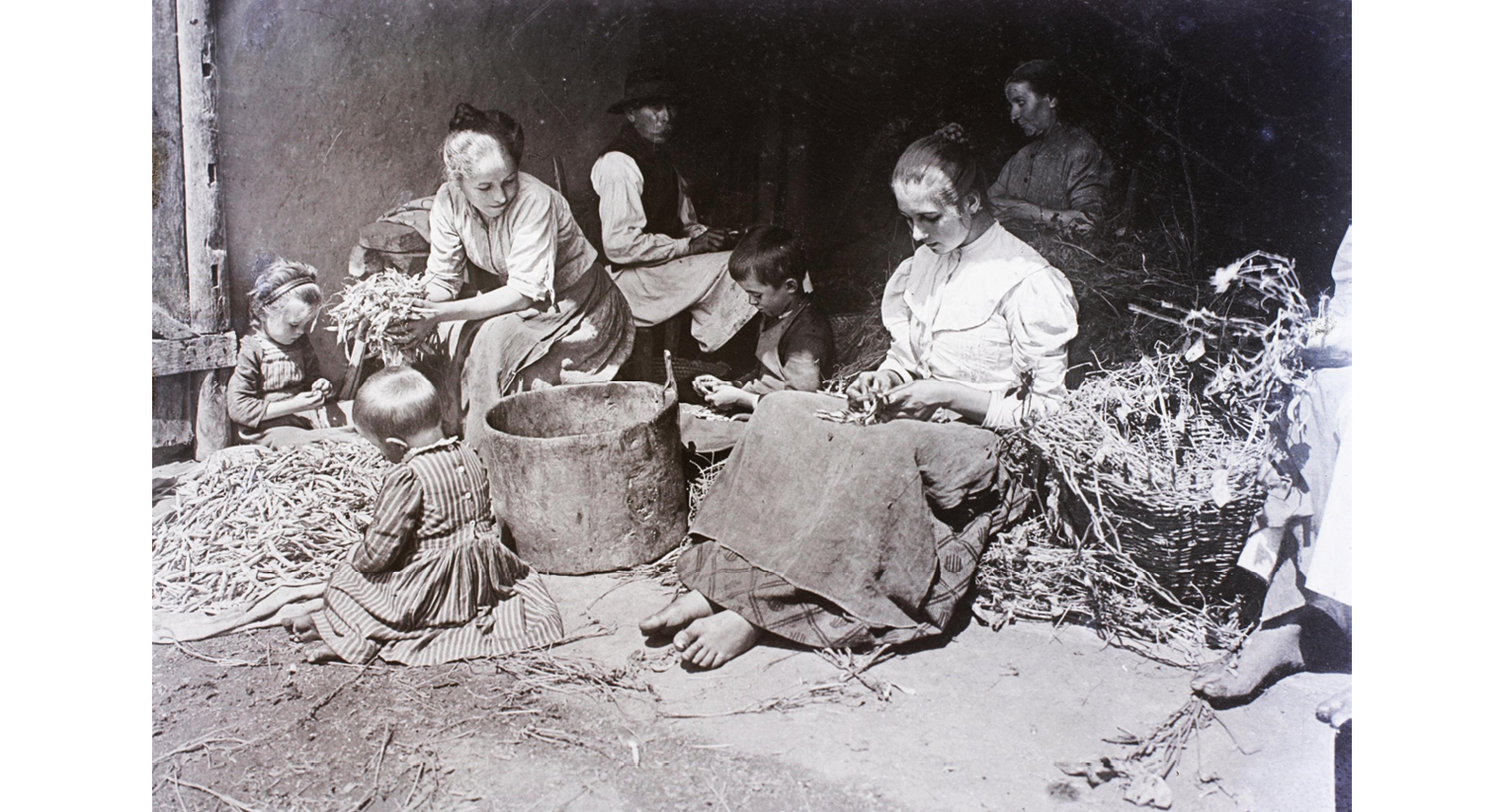A black and white photograph from 1908 Hungary; depicts farmers in the process of bean peeling; on the left, a woman grabs a handful of bean pods while two children peel from a pile next to her; in the center rests a ceramic container for the beans; on the right-hand side of the picture, a boy peels beans as he sits next to the container, to his left sits a young woman peeling beans on top of her skirt; at the back an older man and woman peel beans sitting in stools.