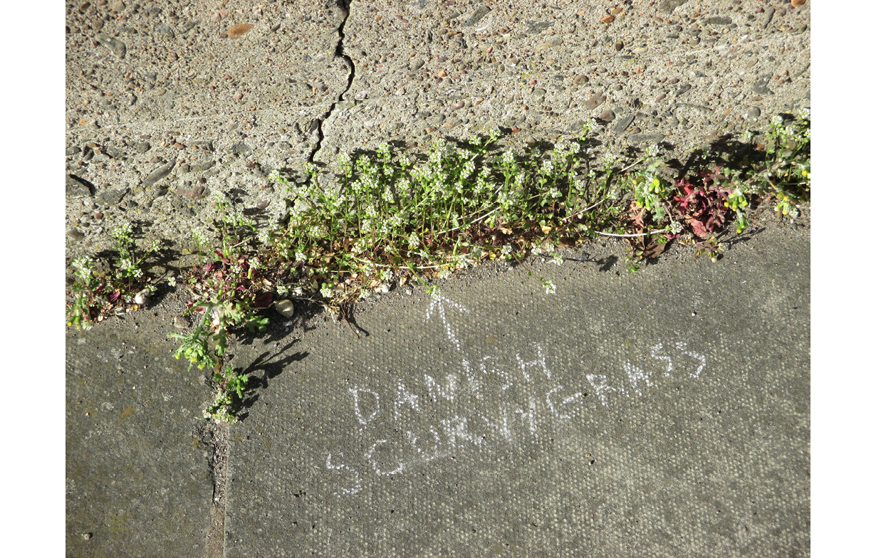 Close up photo of small plant with white flowers growing in the cracks of concrete paving. The words Danish Scurvygrass with an arrow pointing to the plant are chalked on the ground beside it