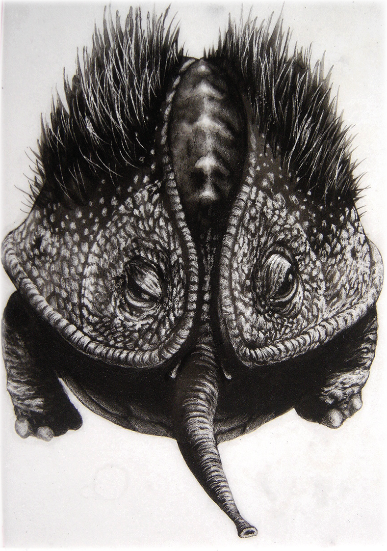 Frontal greyscale drawing of a fantastic nonhuman, imagined with a short-haired shell and the legs of a turtle, a short trunk, and half-open eyes situated on the front side of the shell.