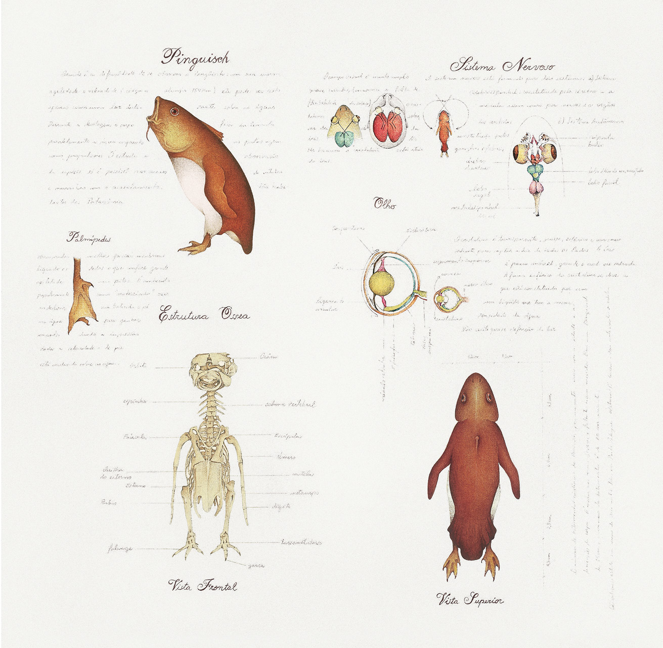 Anatomical drawings of a fantastic creature resulted from the hybridization between a penguin and a fish, depicting its nervous, ocular, and skeletal systems, while also listing the structure of the creature?s webbed paw, with its visible claws, and an image of its back body, accompanied by handwritten descriptions in Spanish.