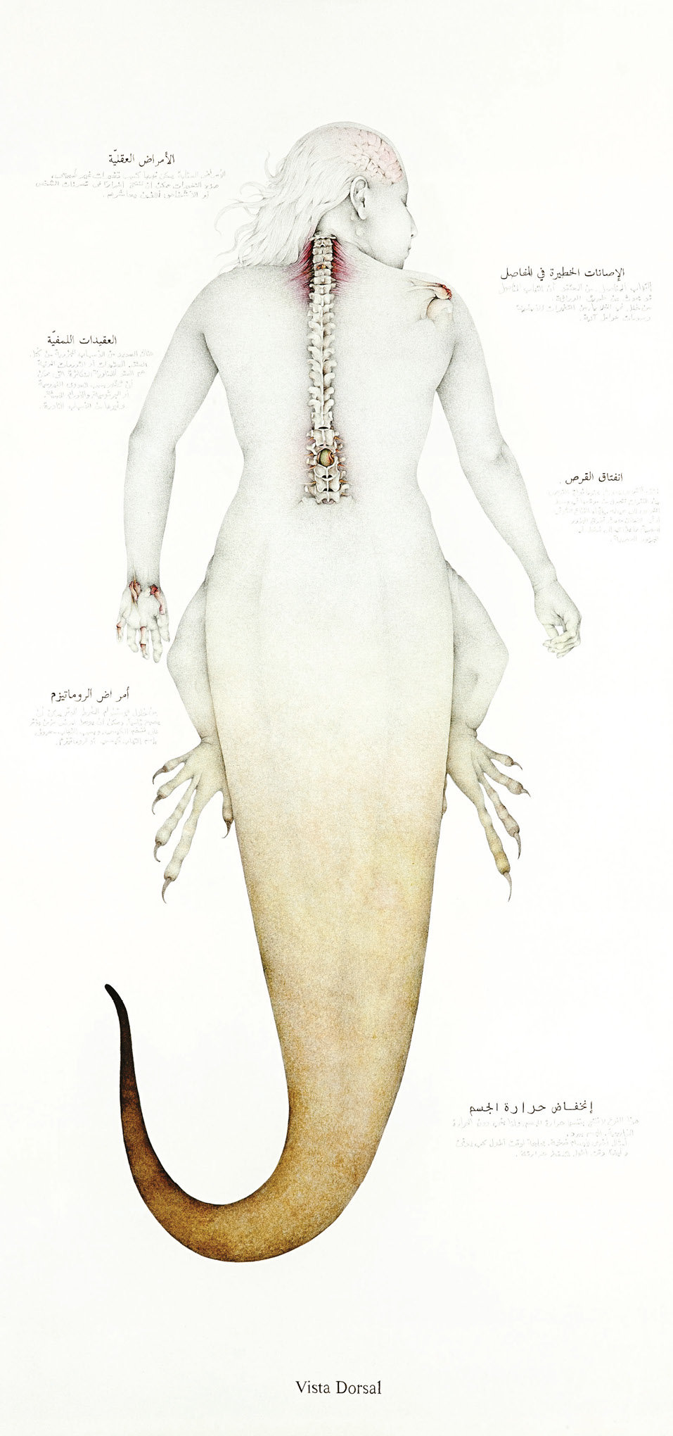 Anatomical drawing of the back side of an imaginary creature half human and half lizard, displaying the bone structure of the spine and shoulder blade, the brain structure, and the muscular structure of one hand.