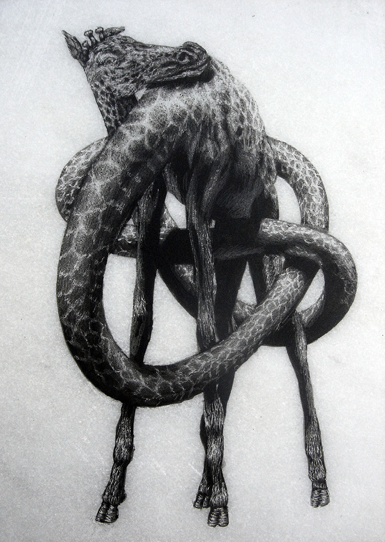 Frontal greyscale drawing of a fantastic giraffe, with extremely long neck entangled between the legs and head resting on the upper body.