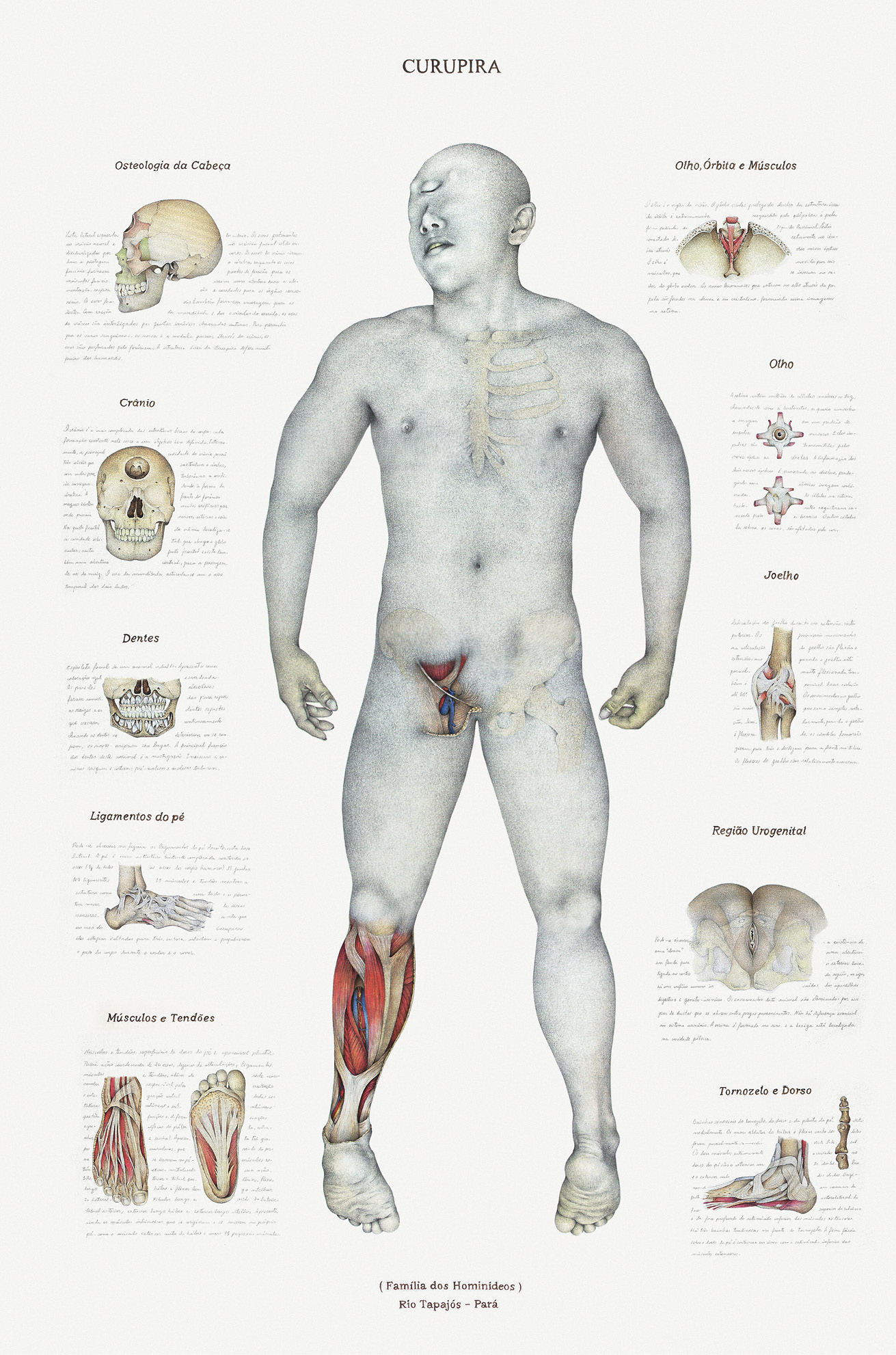 Anatomical frontal drawing of the body of the imaginary humanoid figure called Curupira, displaying muscular and skeletal structures and listing particular parts of these structures on both sides of the drawing, with handwritten descriptions in Spanish.