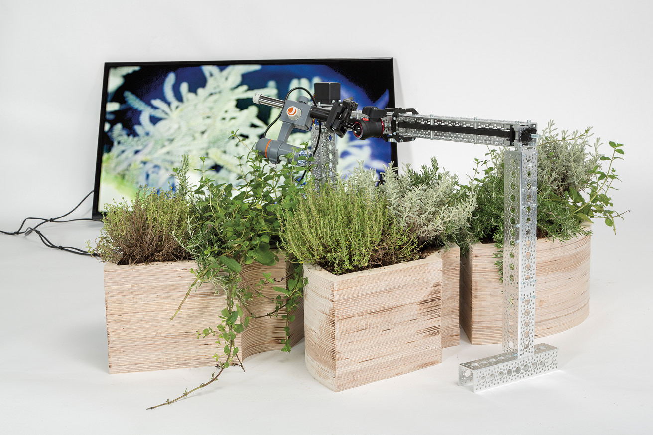 Medicinal plants potted in wooden containers, a small video camera positioned above them, and a video screen positioned behind the plants and projecting their images in close detail.
