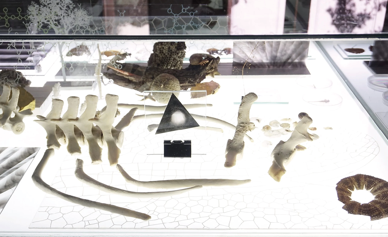 Close-up of a glass display case containing nonhuman bones, sea shells remains, dried plants, pieces of wood, strings of molecules reproduced on glass surfaces, and a black triangle encapsulated in glass.