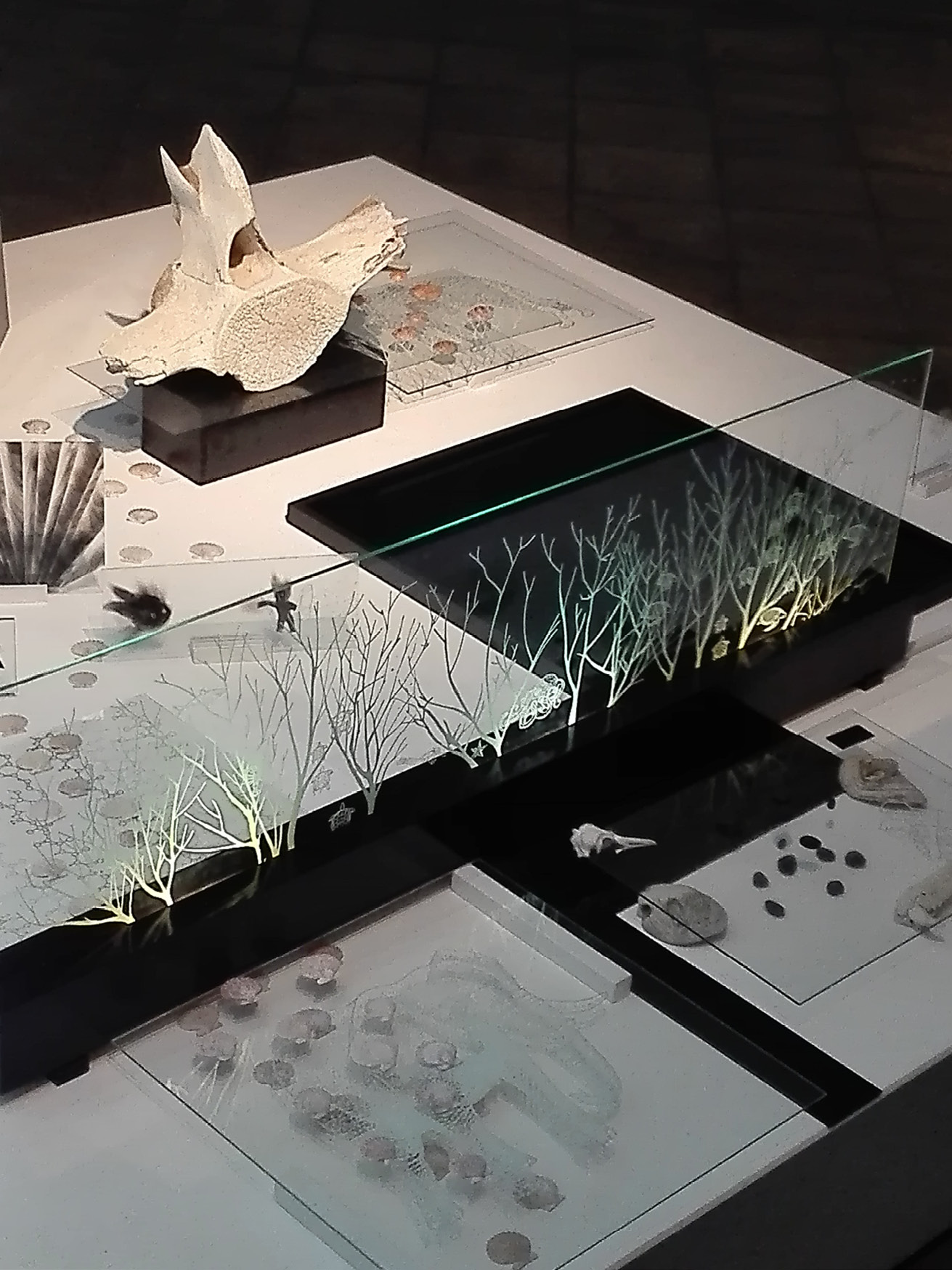 Close-up of a glass display case containing a vertebra from a nonhuman animal spine, a small bird skull, a glass print elephant, stones, and a separating glass wall with trees, turtles, and an octopus in white paint on it.
