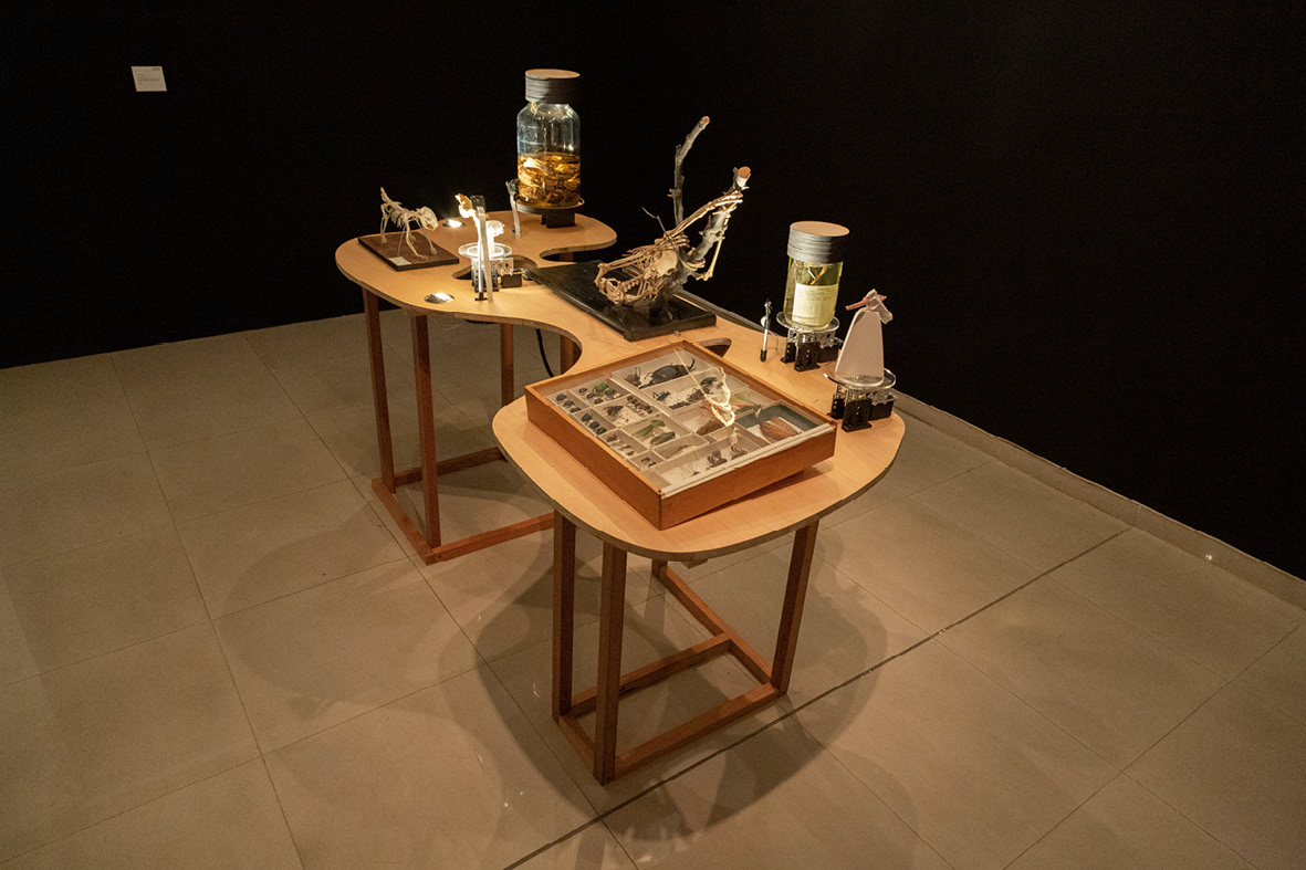 Two biology models of nonhuman skeletons, two sealed glass containers with fluid-preserved specimens, a fossil, and a wooden and glass insect box with specimens displayed inside, all placed on a wooden table.