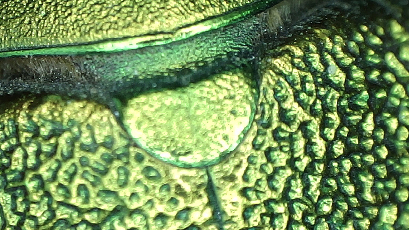 Extreme close-up of the patterns found on the body of a green beetle.