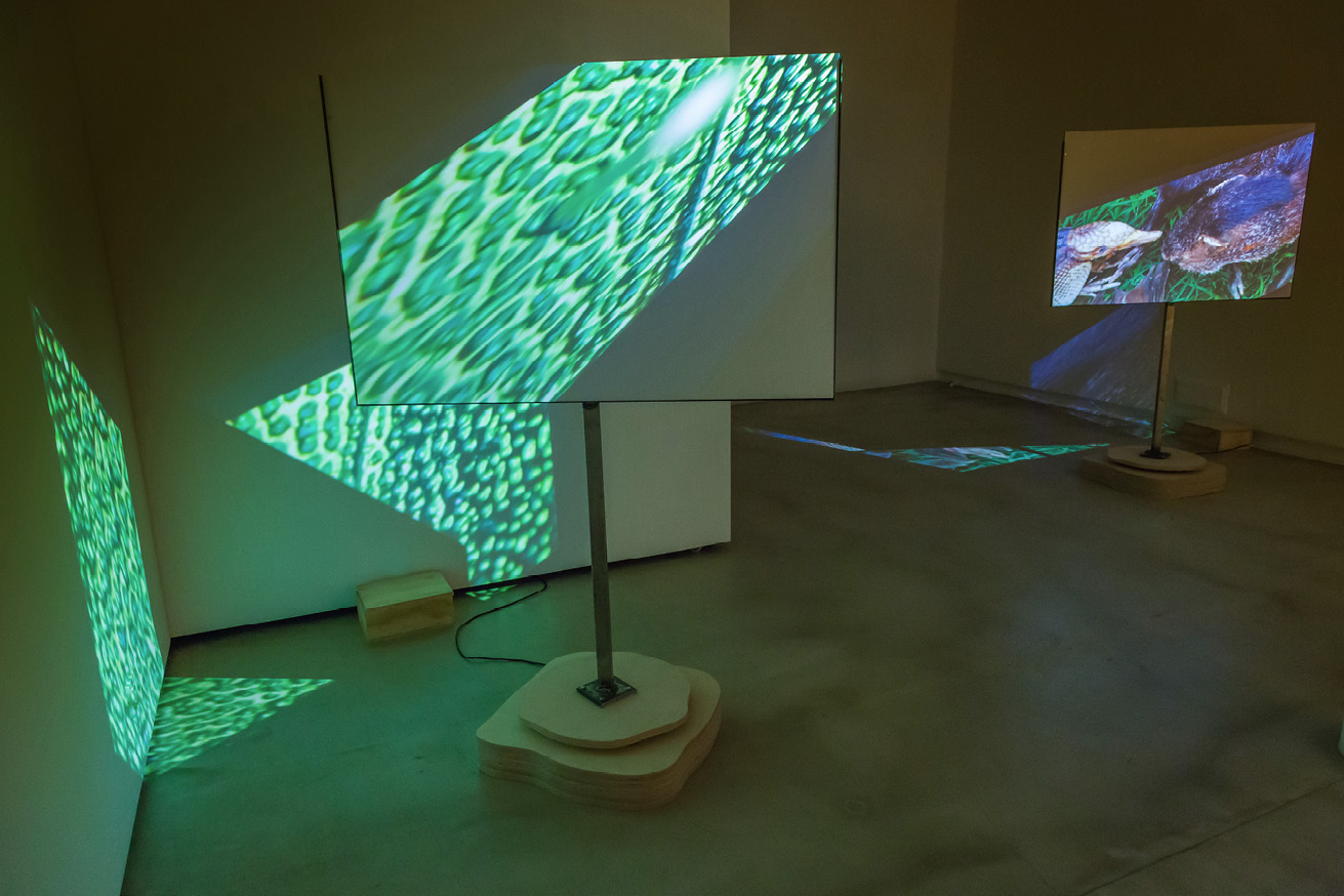 Room with two floor-standing projector screens on which videos of extreme close-ups of insects are being displayed and also rotated to be projected on the walls as well.