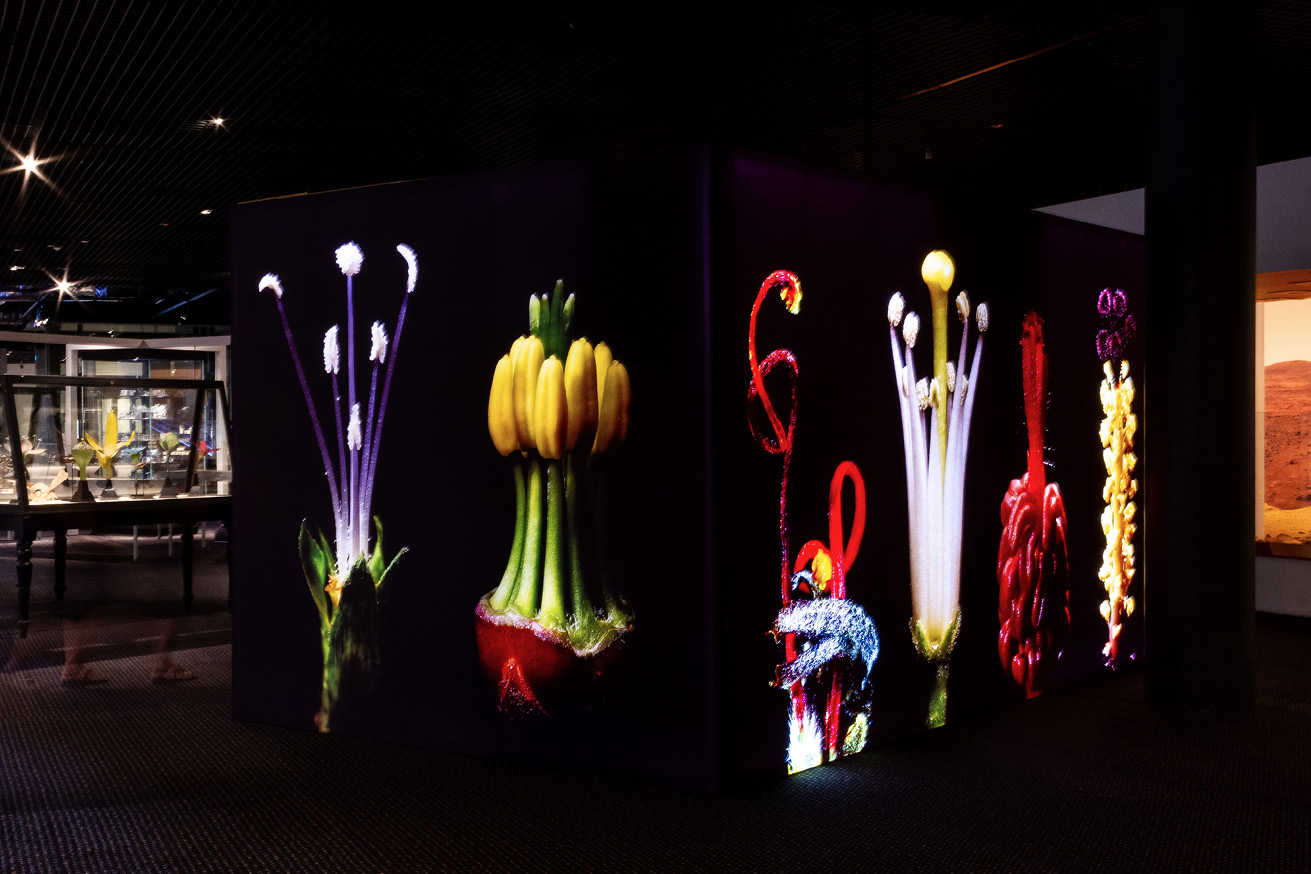 Brightly-coloured pistils and stamens of flowers printed on black textile walls.