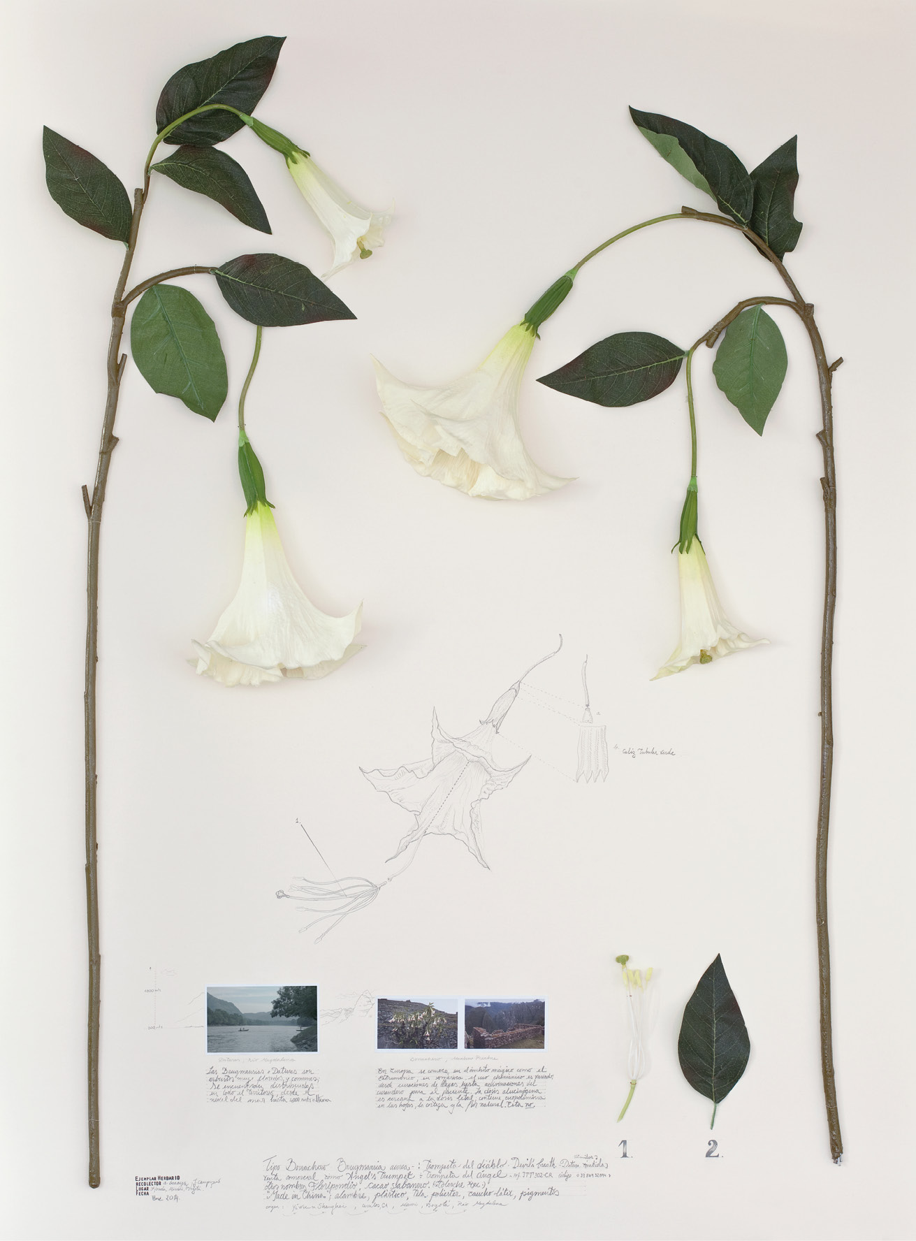 Side close-ups of an artificial white bell shaped flower sitting on a slender stem with leaves, including drawings of the flower, photographs of places where it would have been found in nature, and a separate leaf and pistil numbered one and two respectively, all surrounded by handwritten annotations in Spanish.